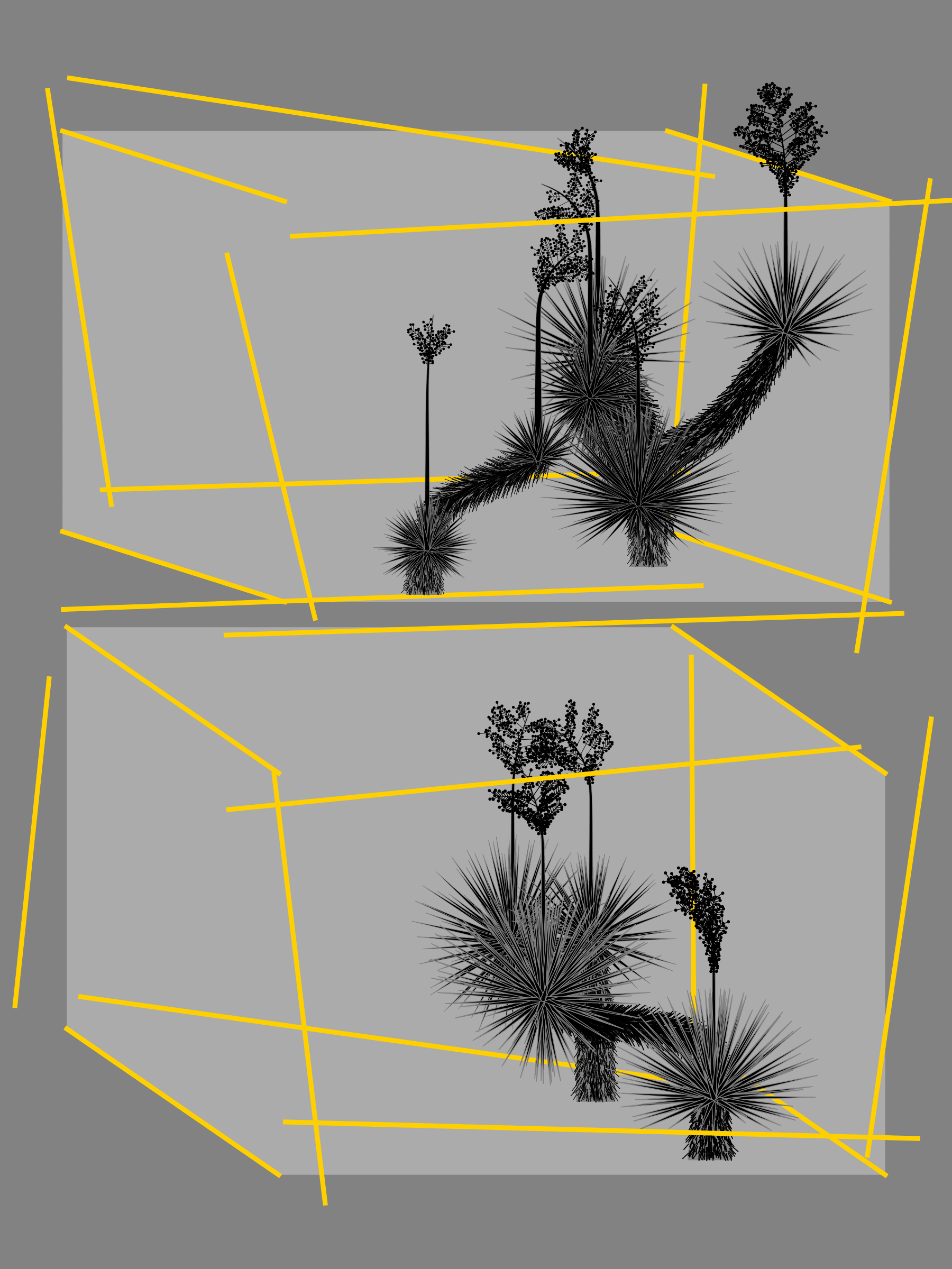 Featured token for: Marfa Yucca