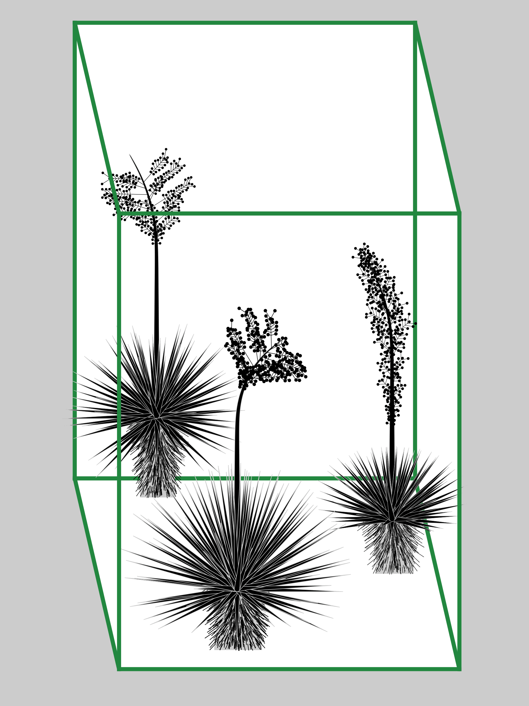 Featured token for: Marfa Yucca