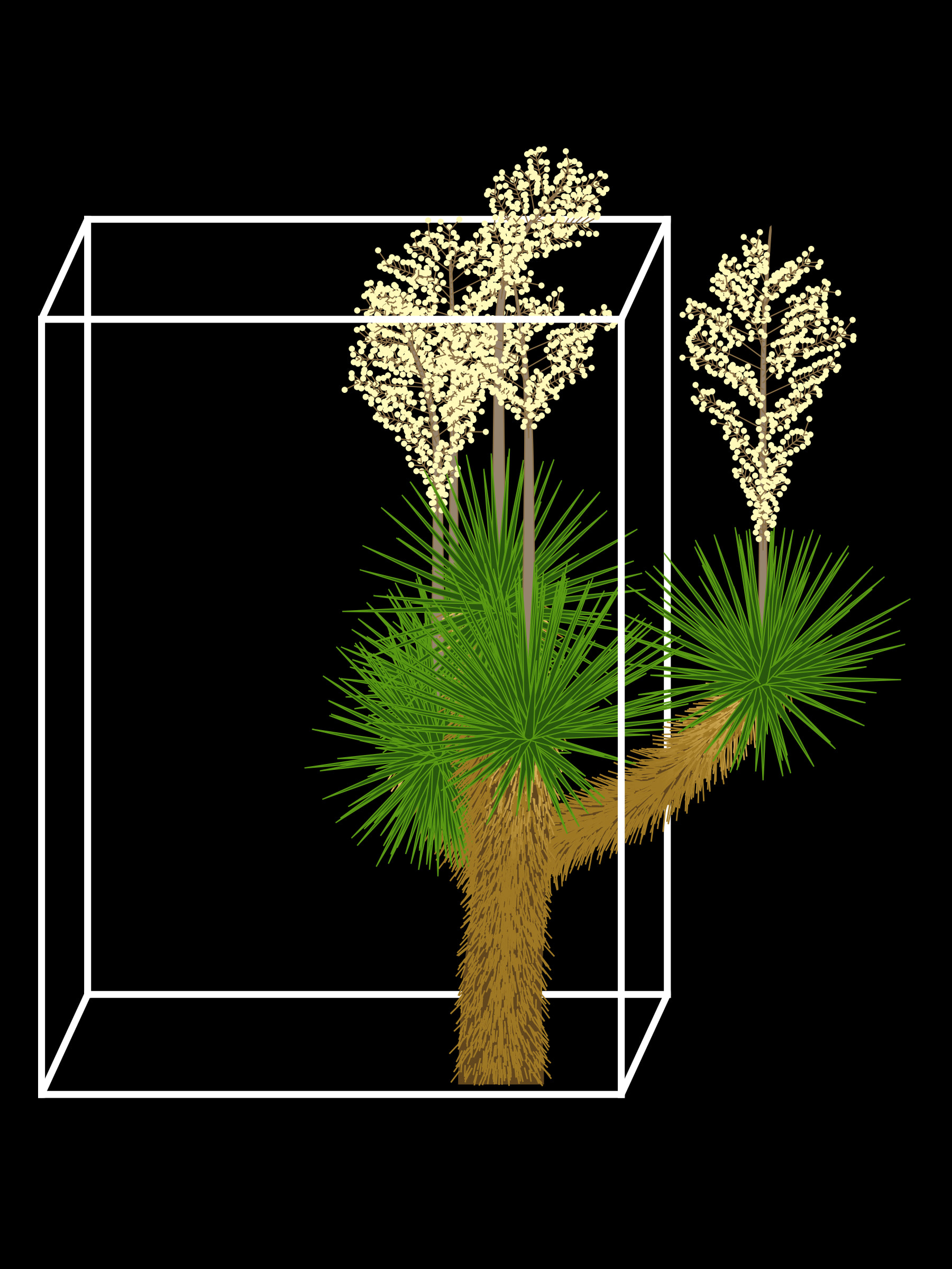 Featured token for: Marfa Yucca