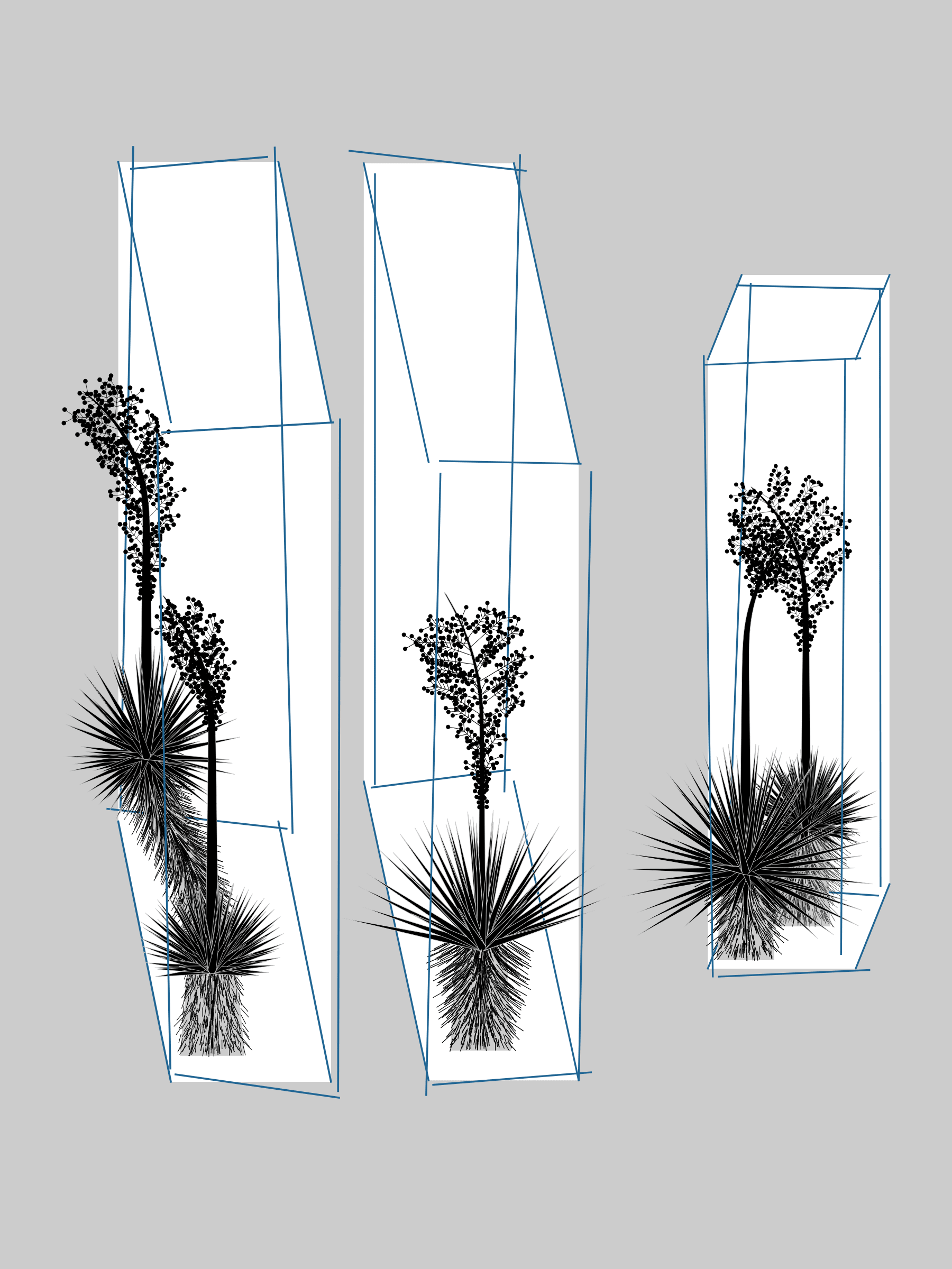 Featured token for: Marfa Yucca