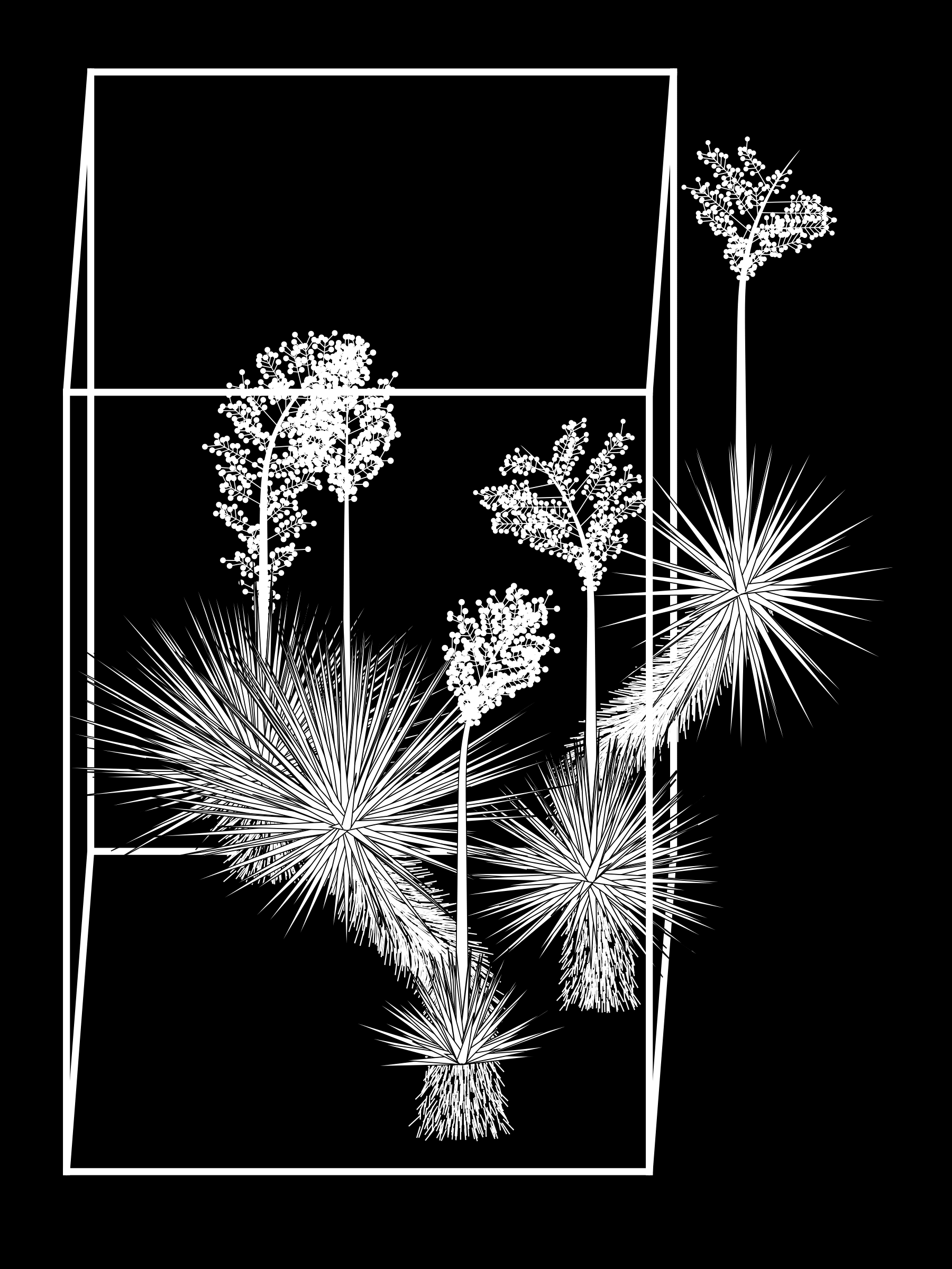 Marfa Yucca