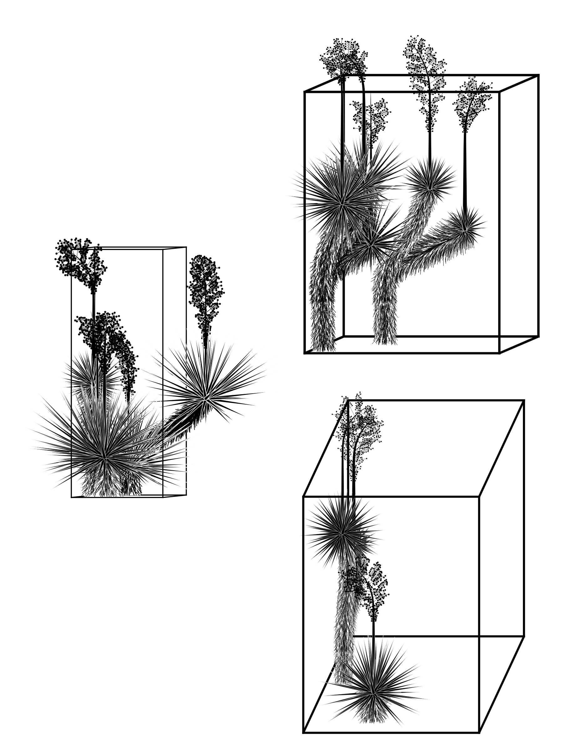 Featured token for: Marfa Yucca