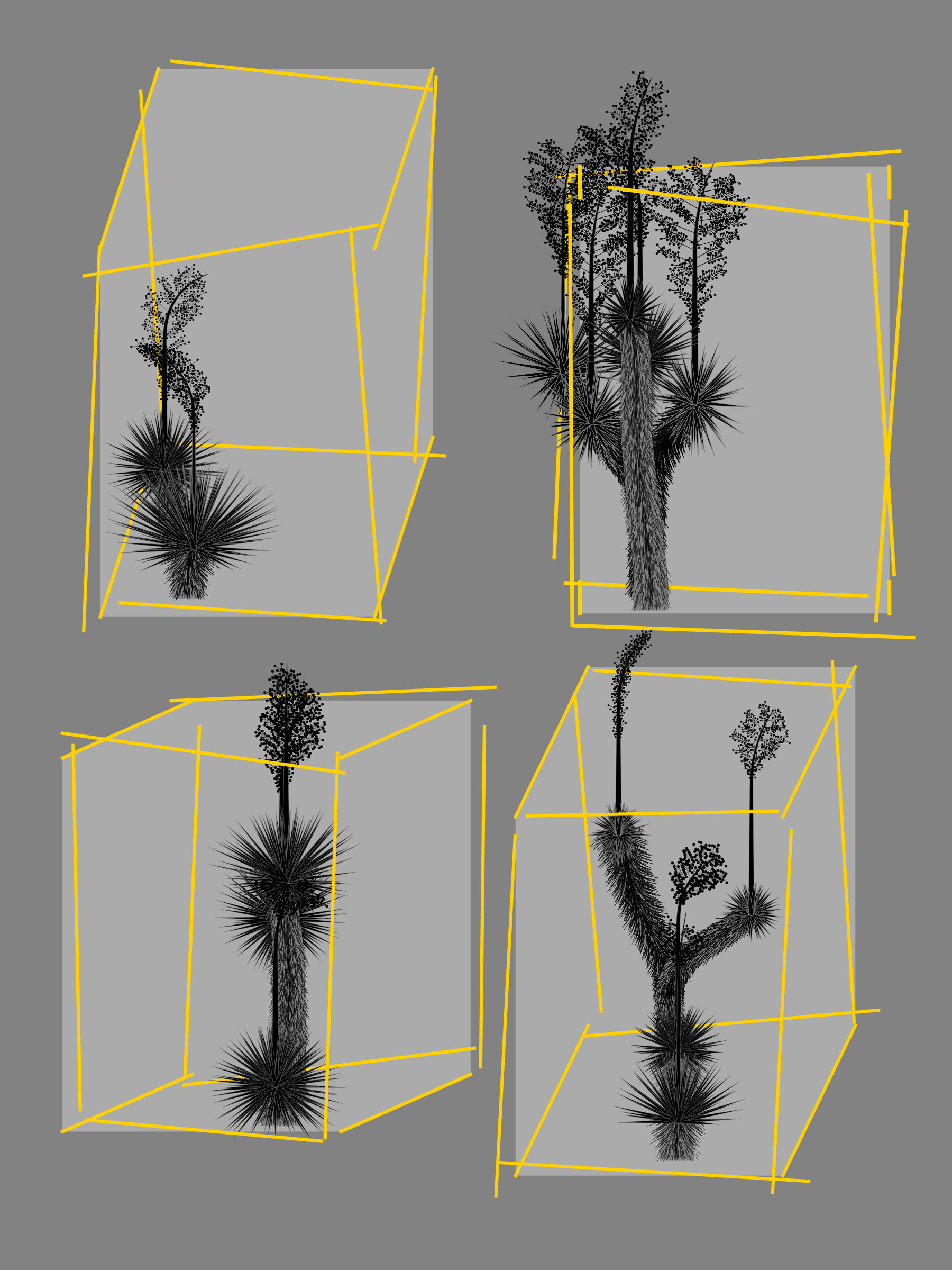 Marfa Yucca