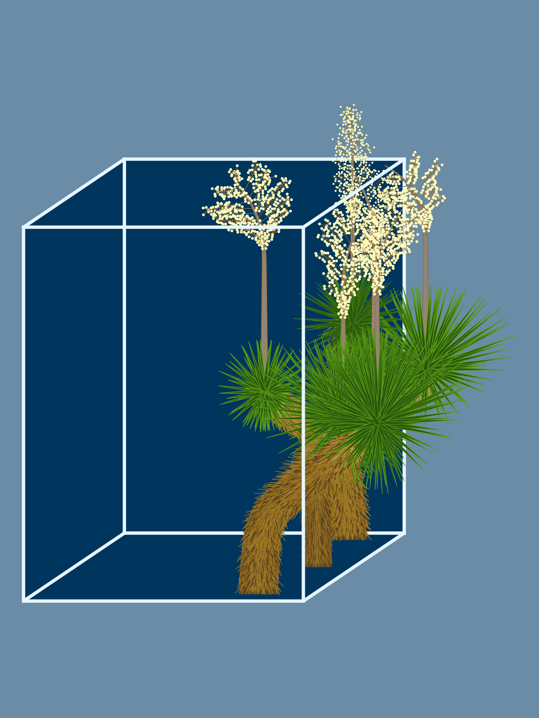 Featured token for: Marfa Yucca