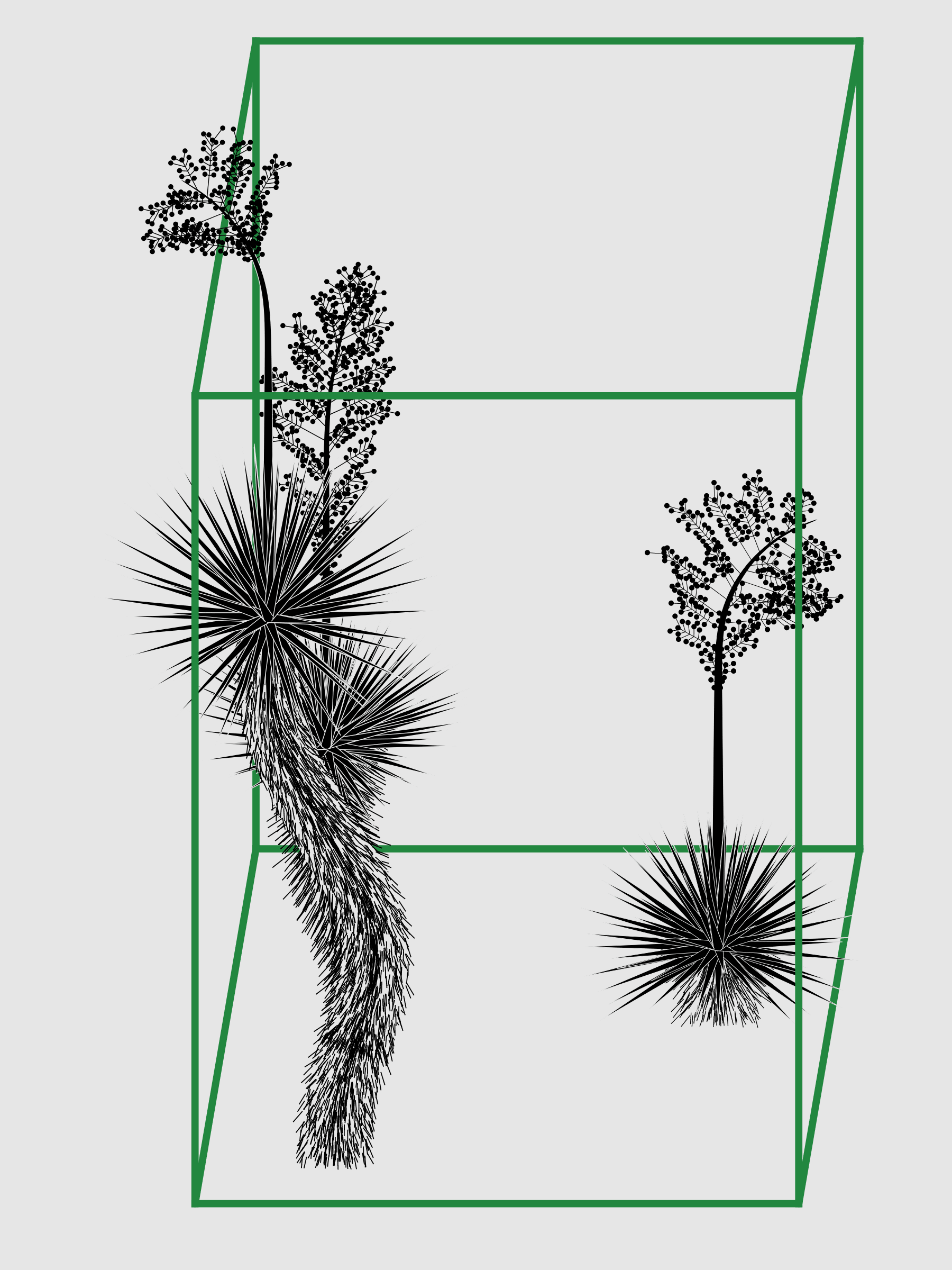 Artwork by Daniel Calderon Arenas (DCA): Marfa Yucca