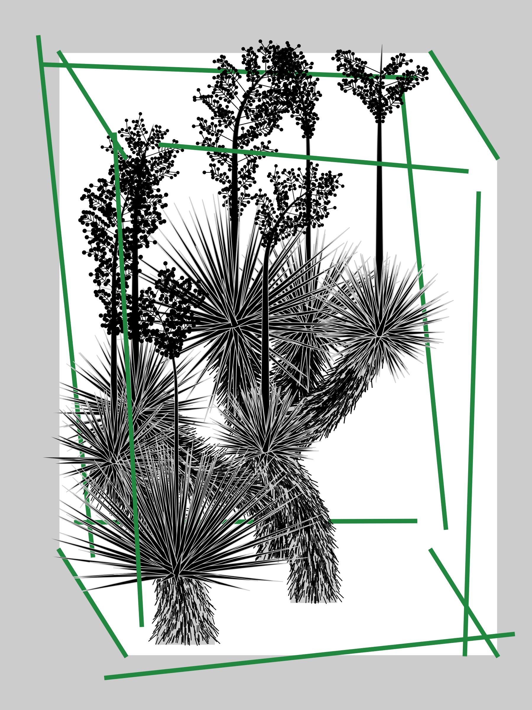 Featured token for: Marfa Yucca