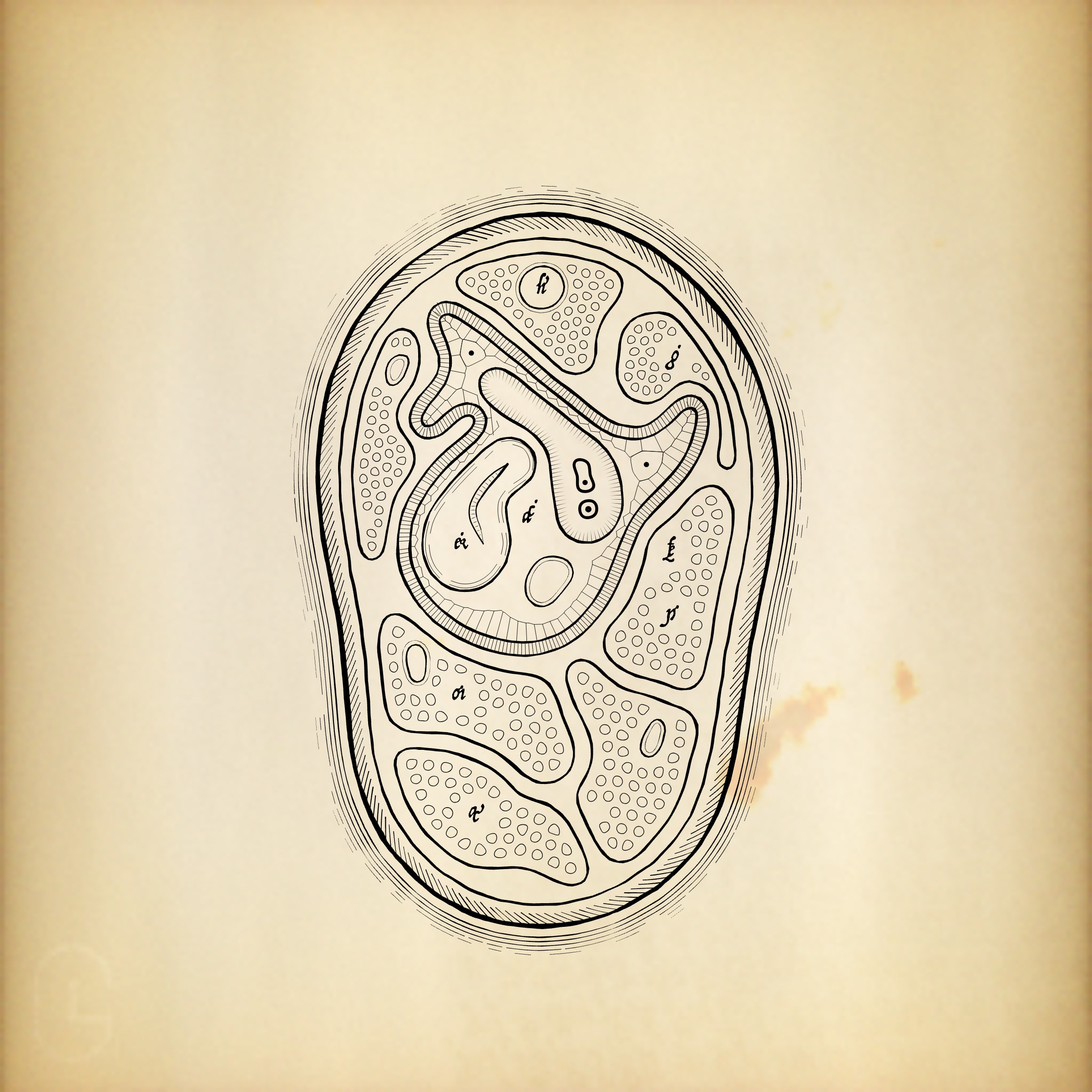 Featured token for: Cytographia