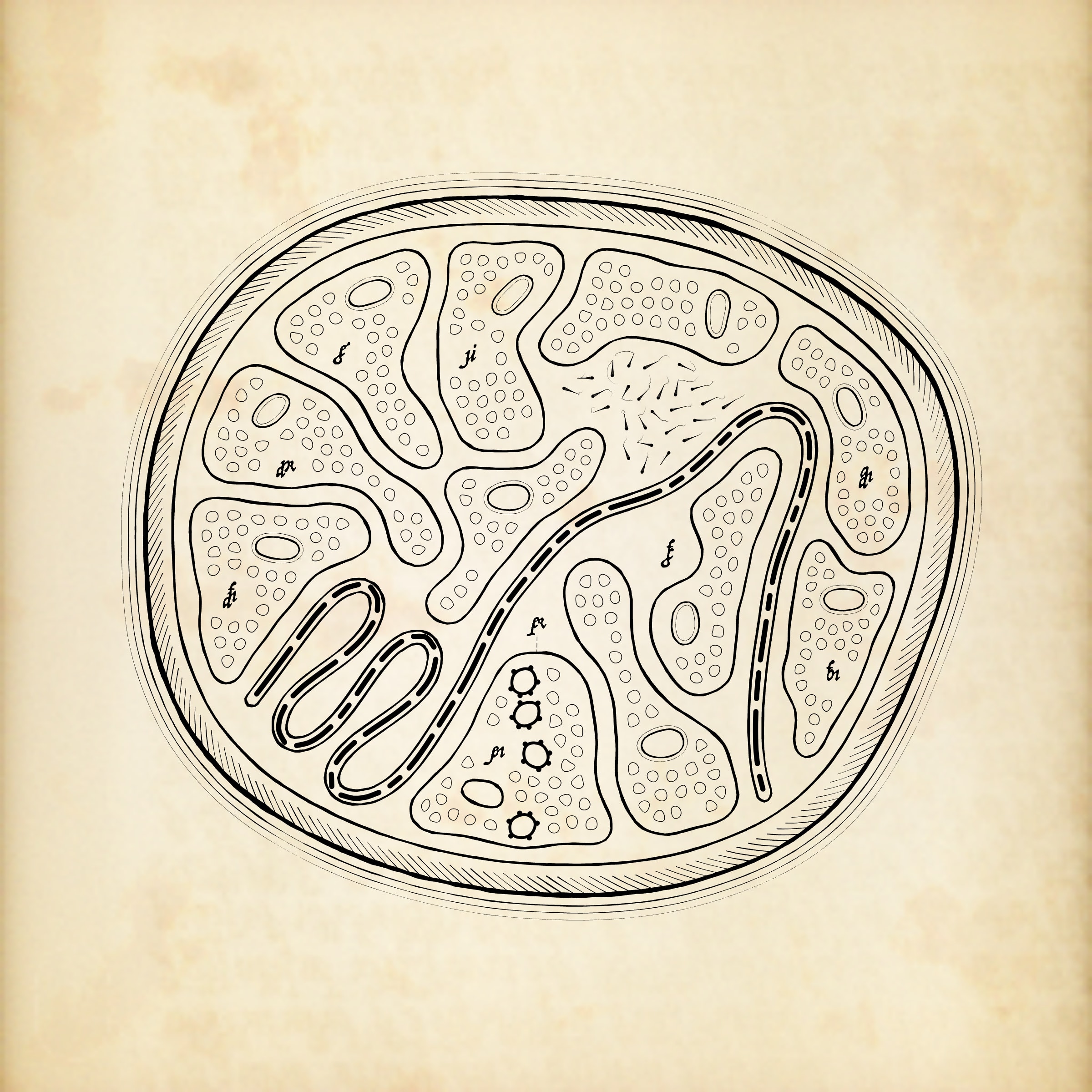 Cytographia preview 4