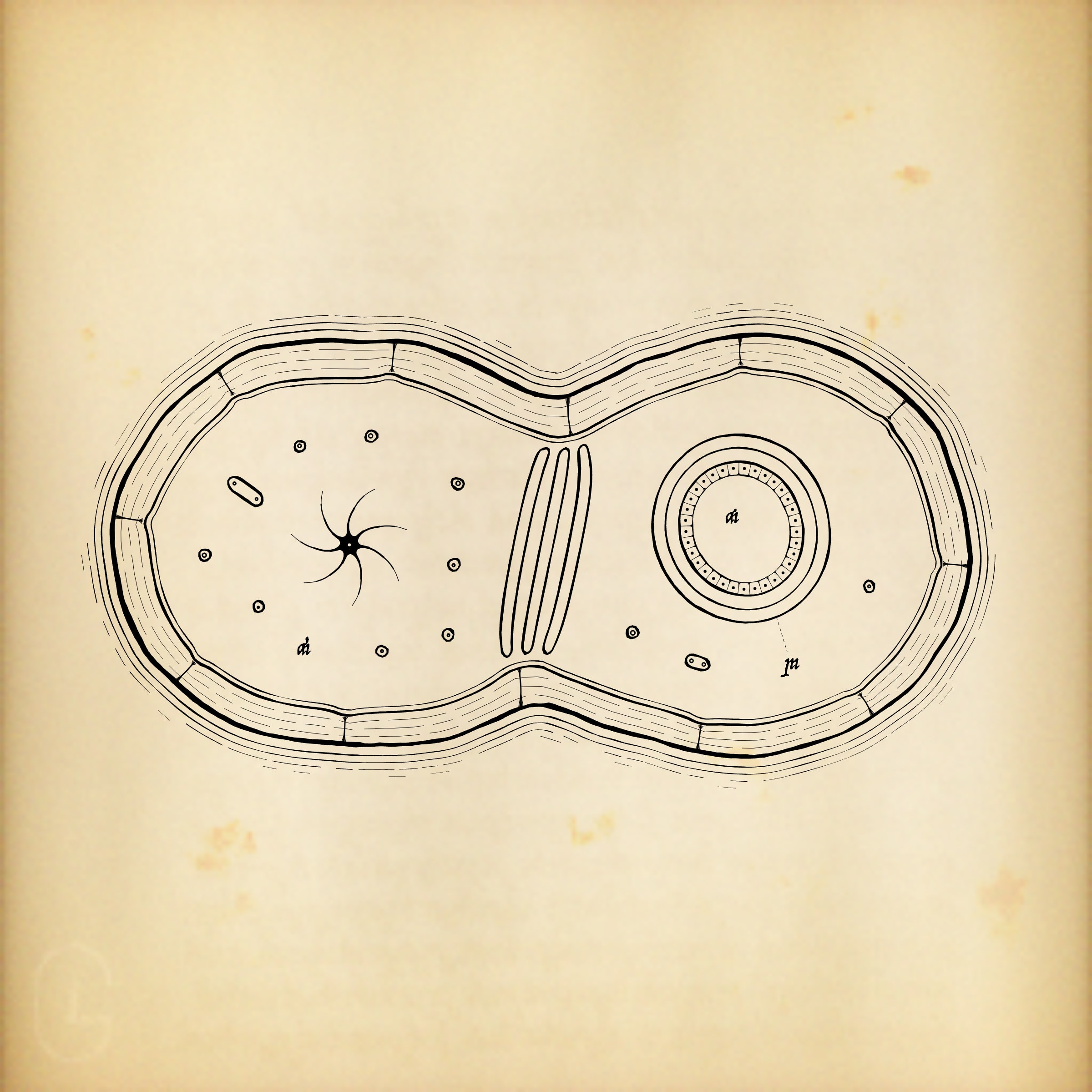 Cytographia preview 3