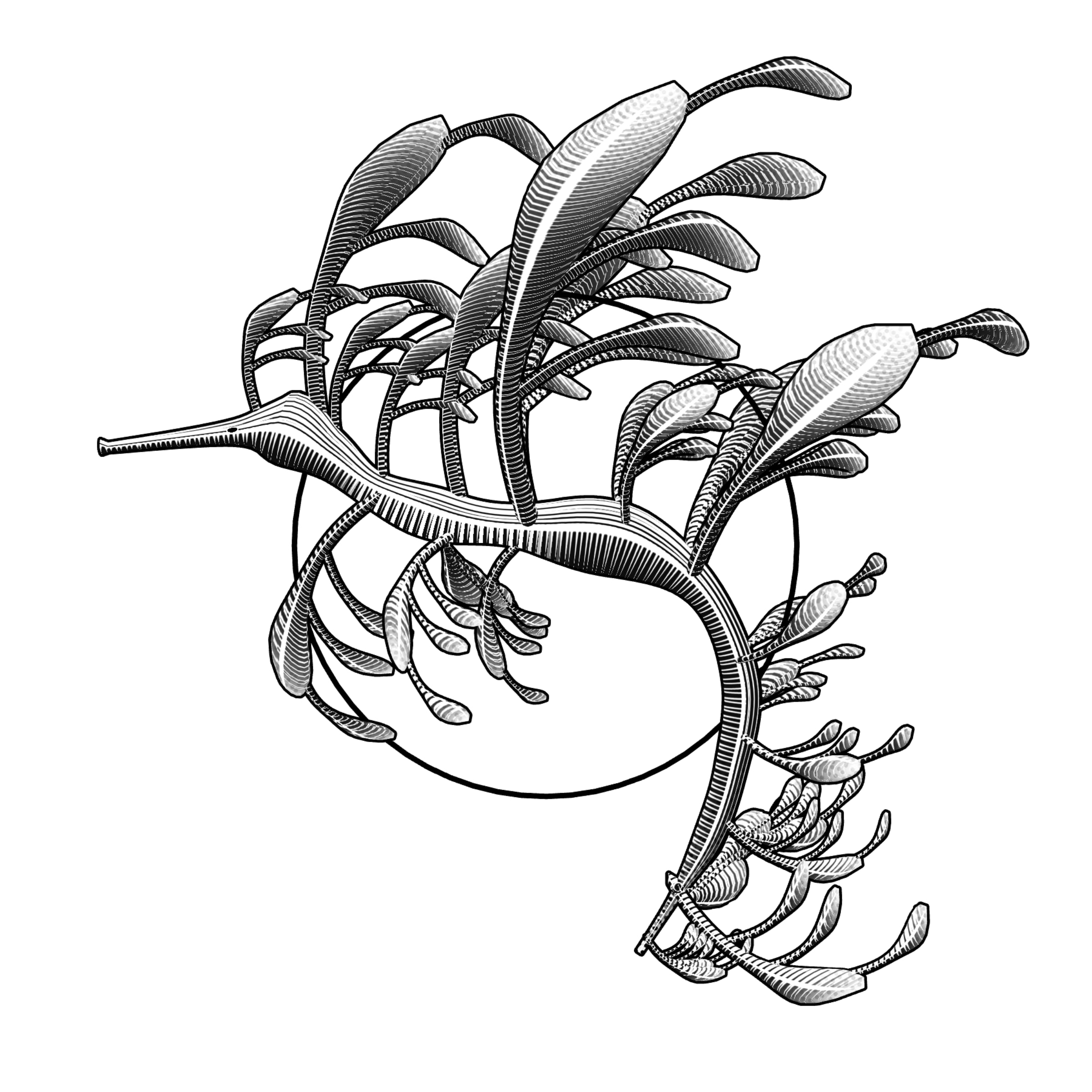 Seadragons