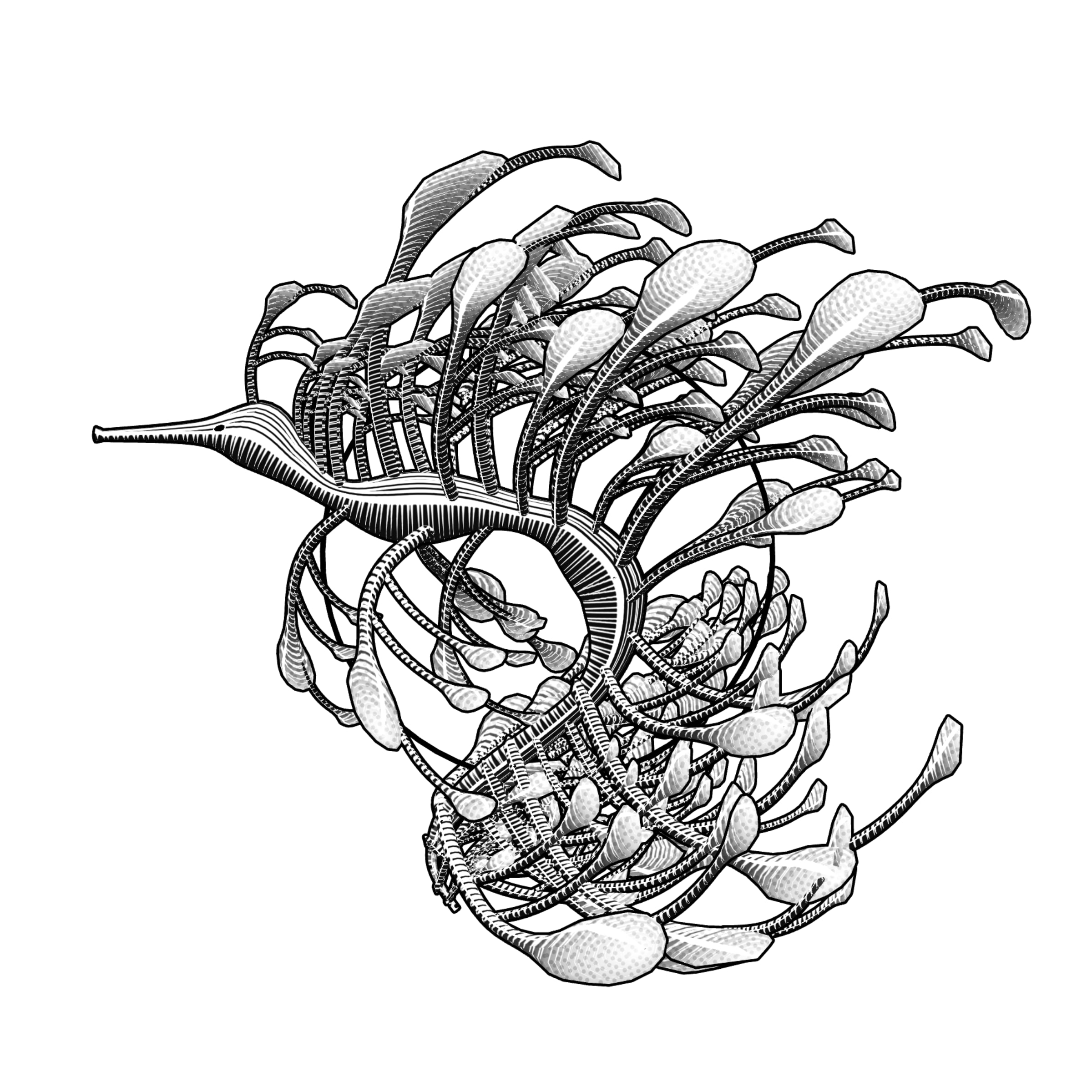 Seadragons preview 6