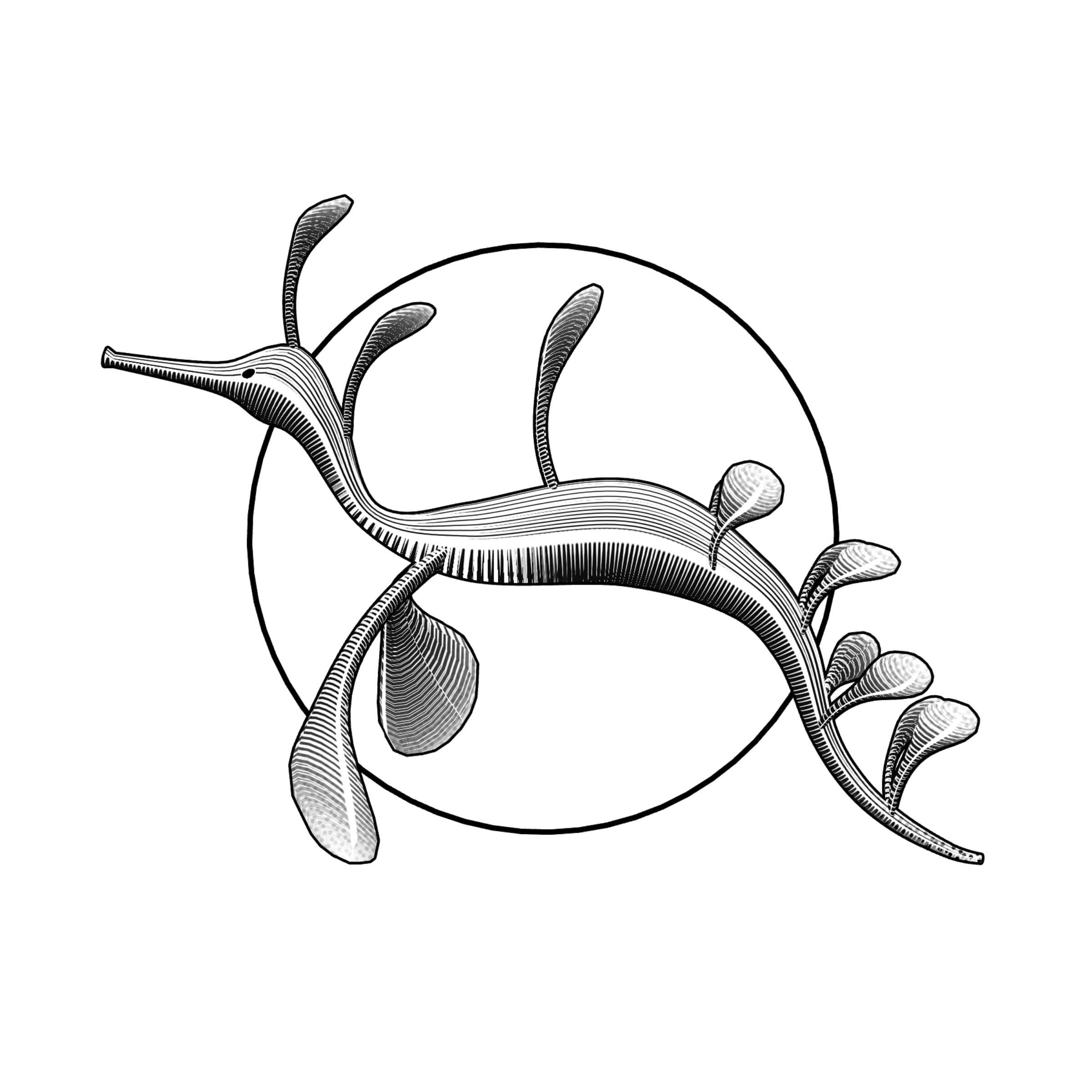 Featured token for: Seadragons