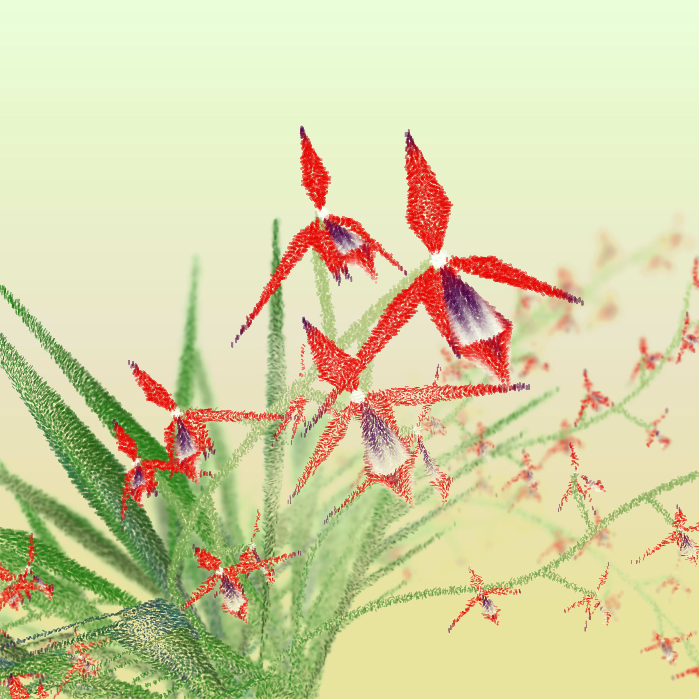 Cattleya preview 2