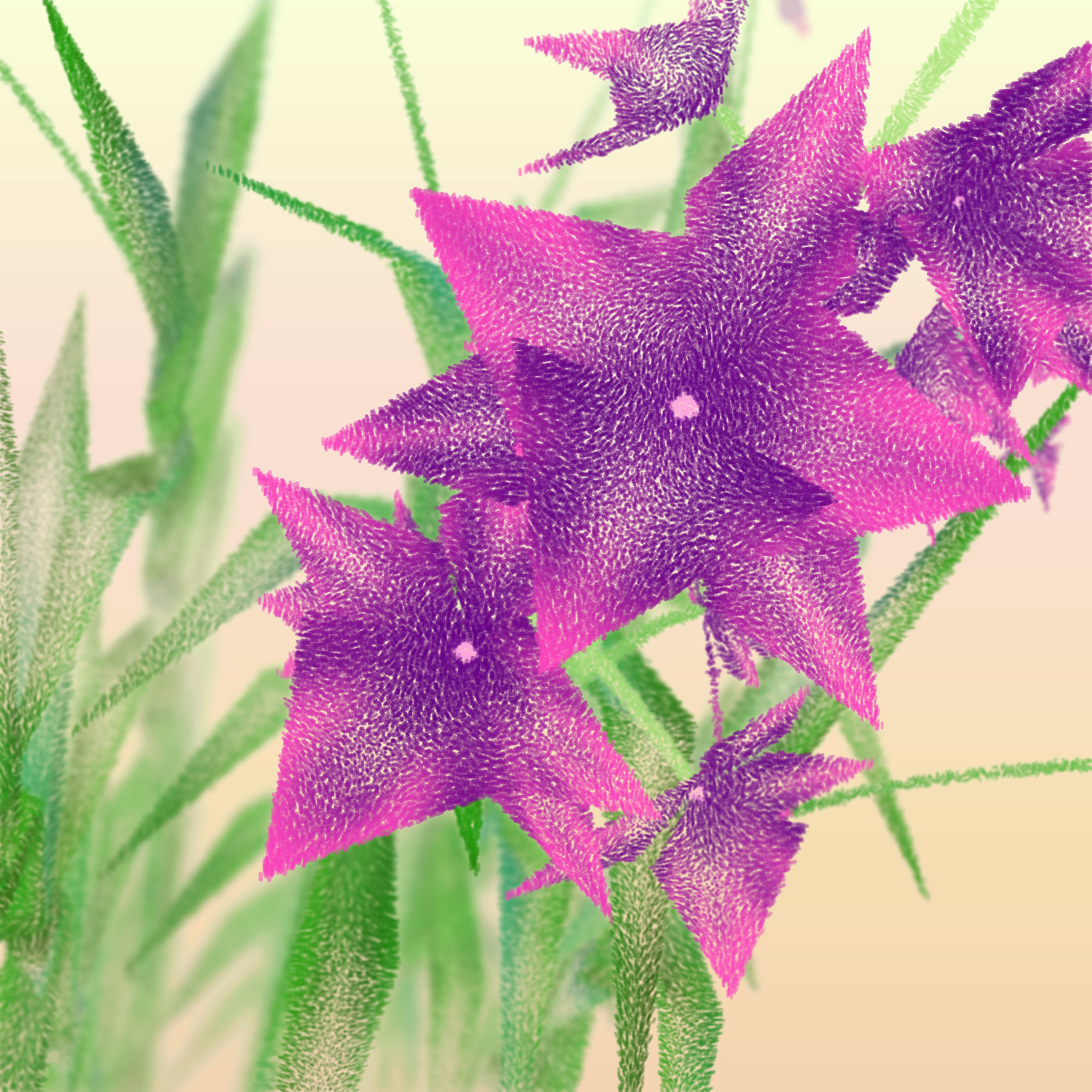 Cattleya