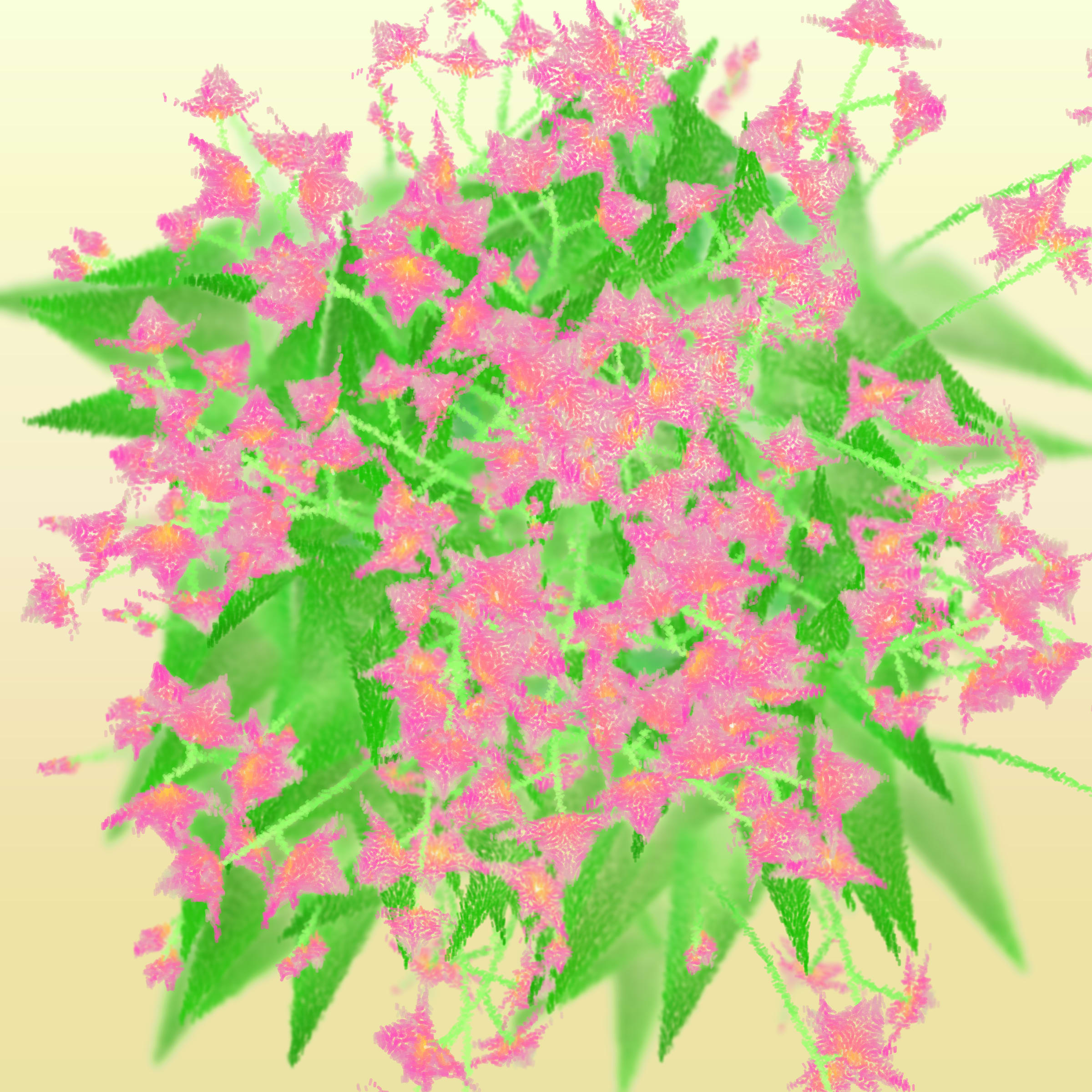 Cattleya preview 2