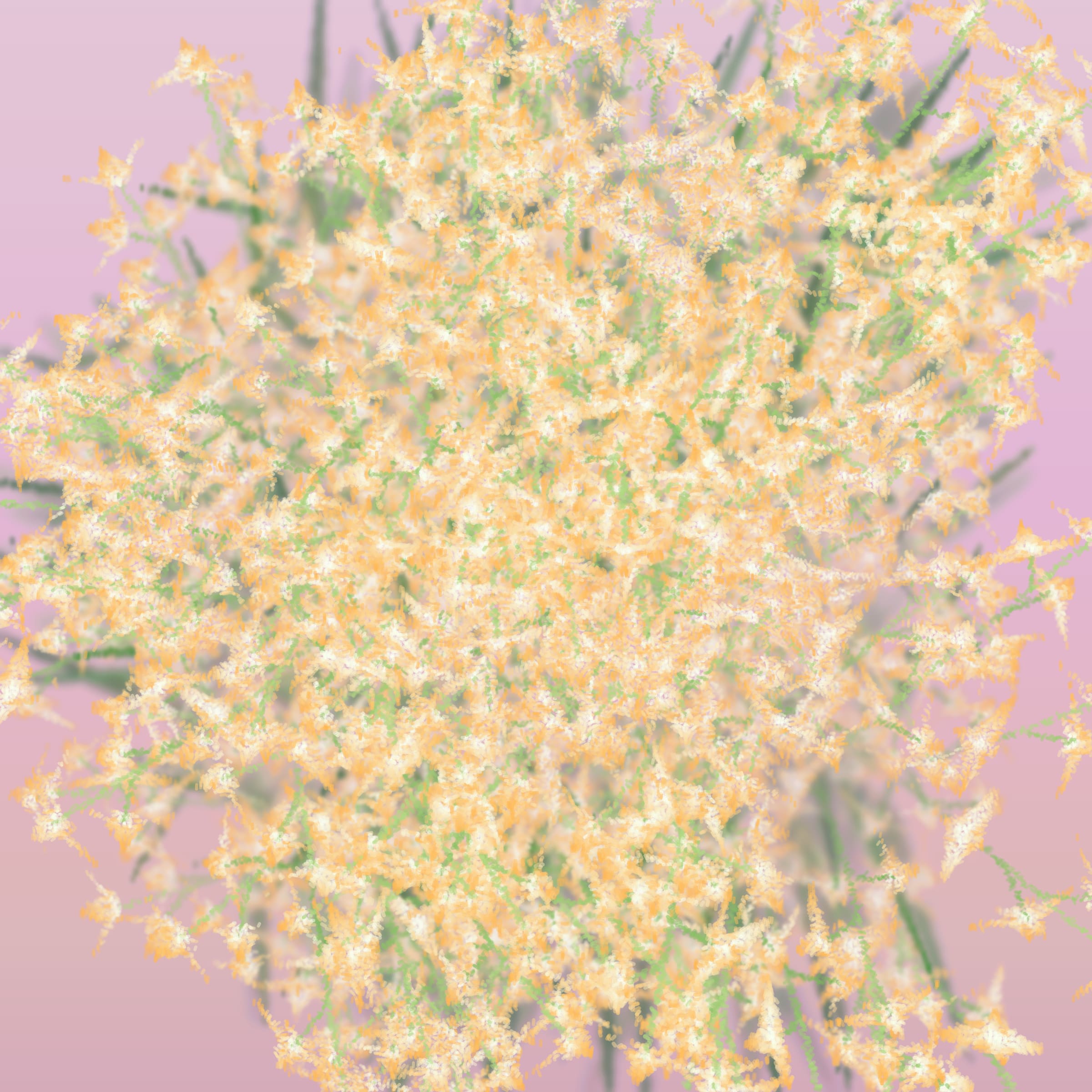 Featured token for: Cattleya