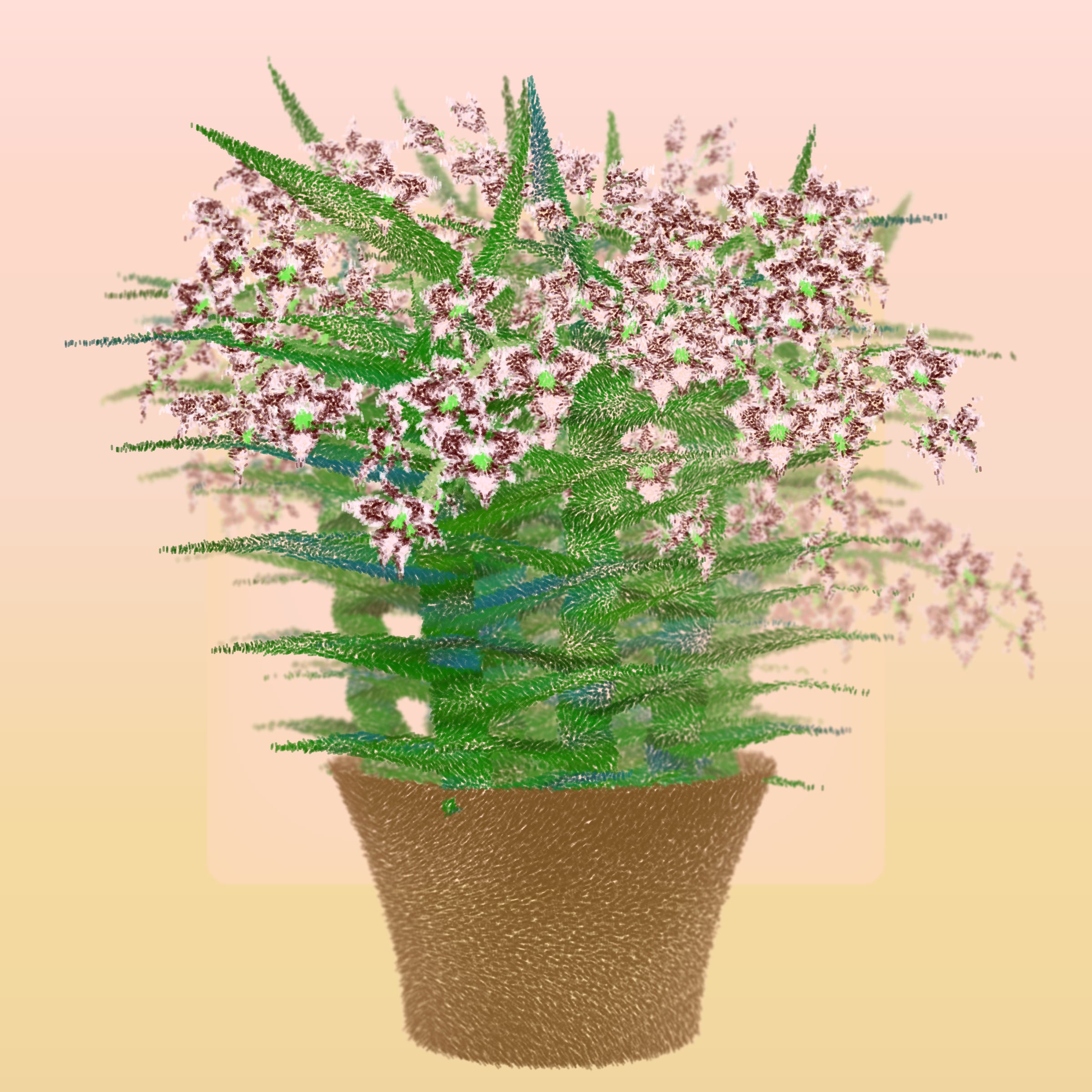 Cattleya preview 4