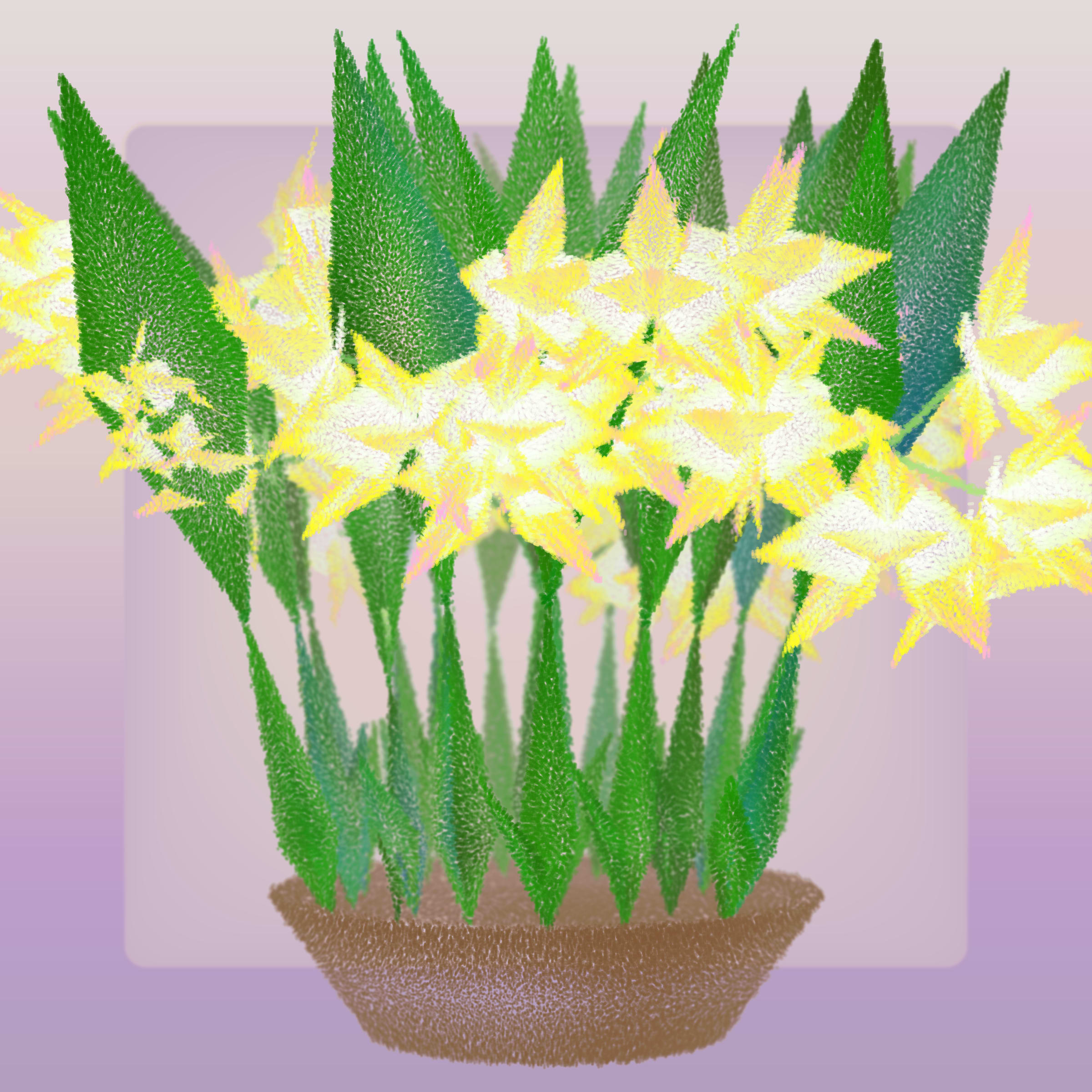 Cattleya