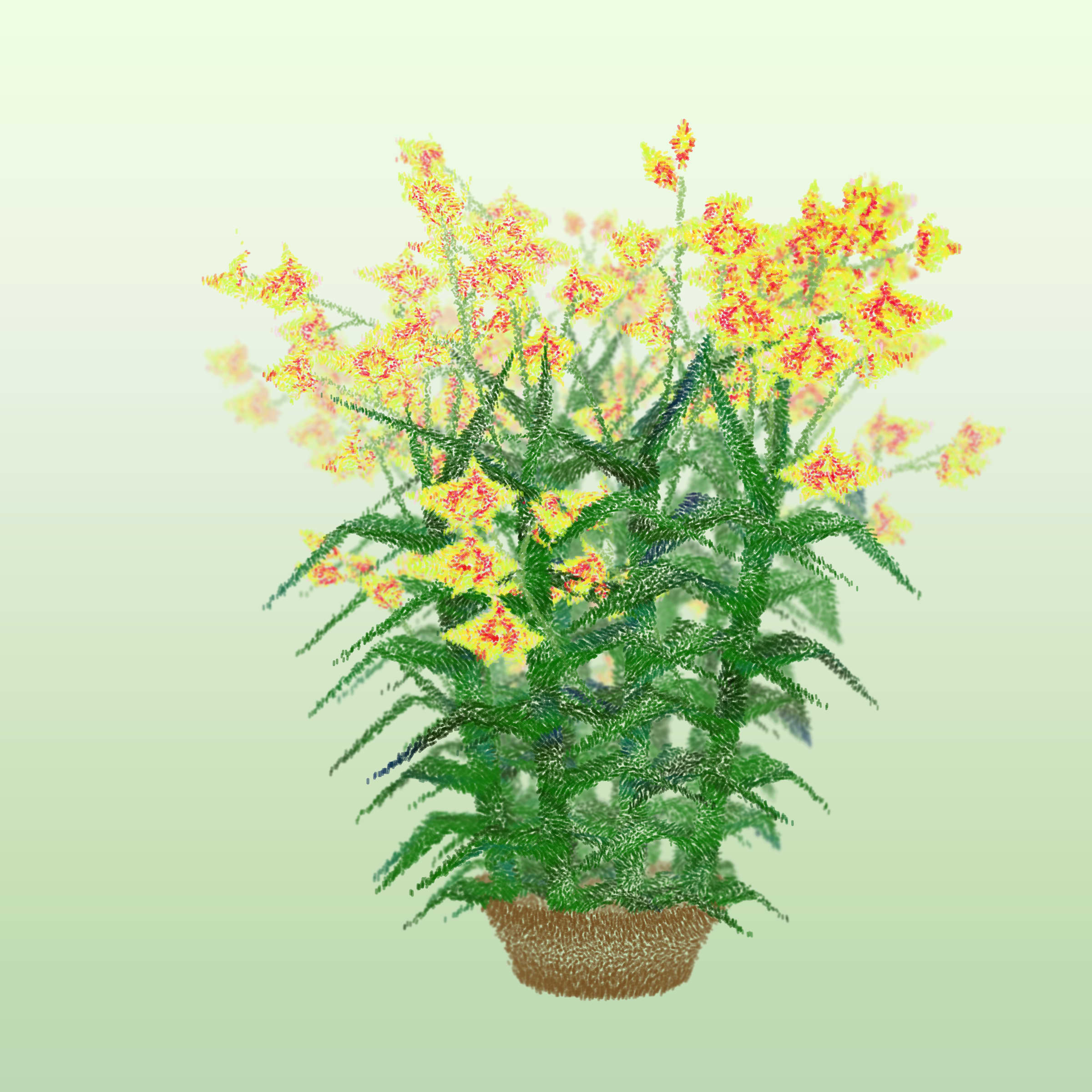 Cattleya