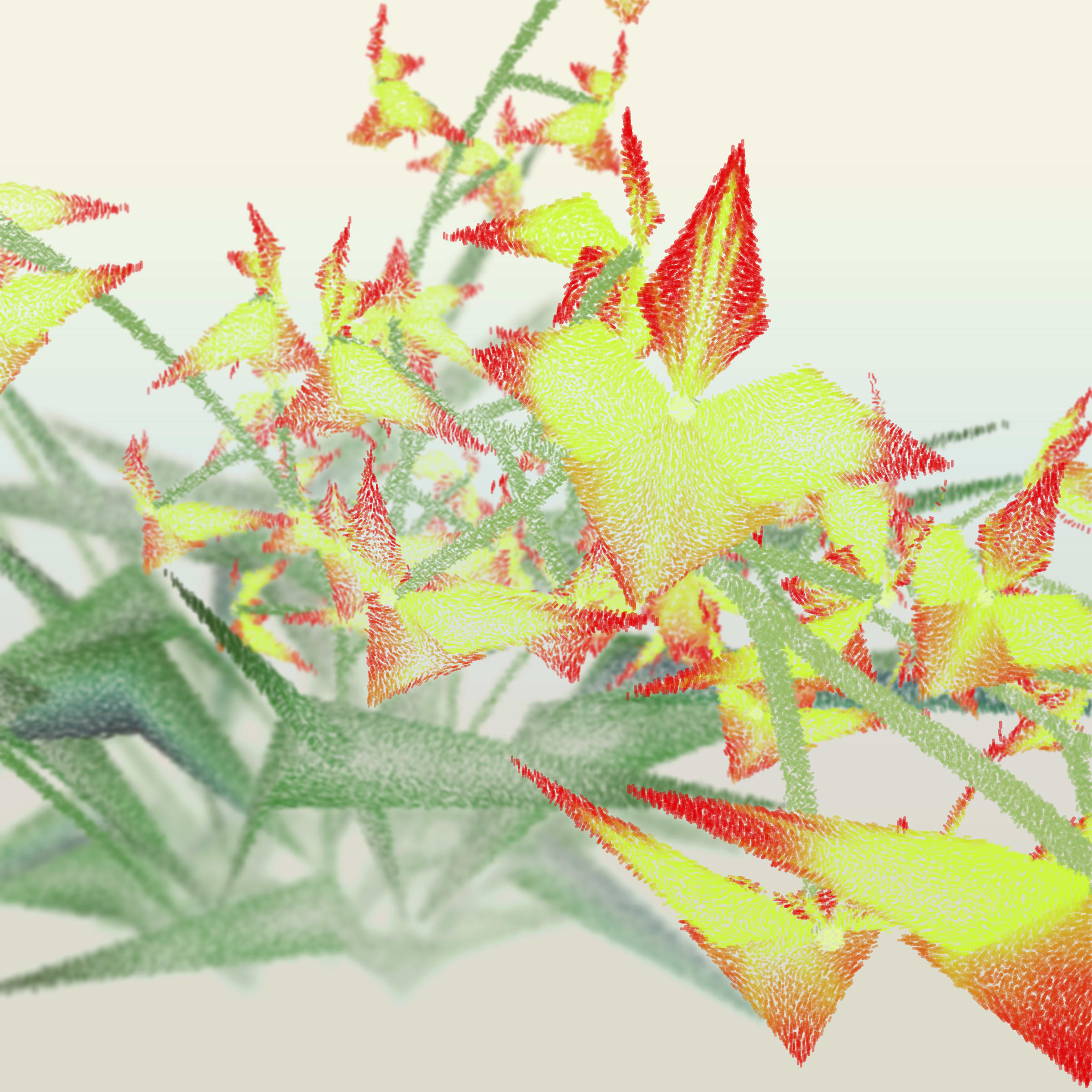 Cattleya