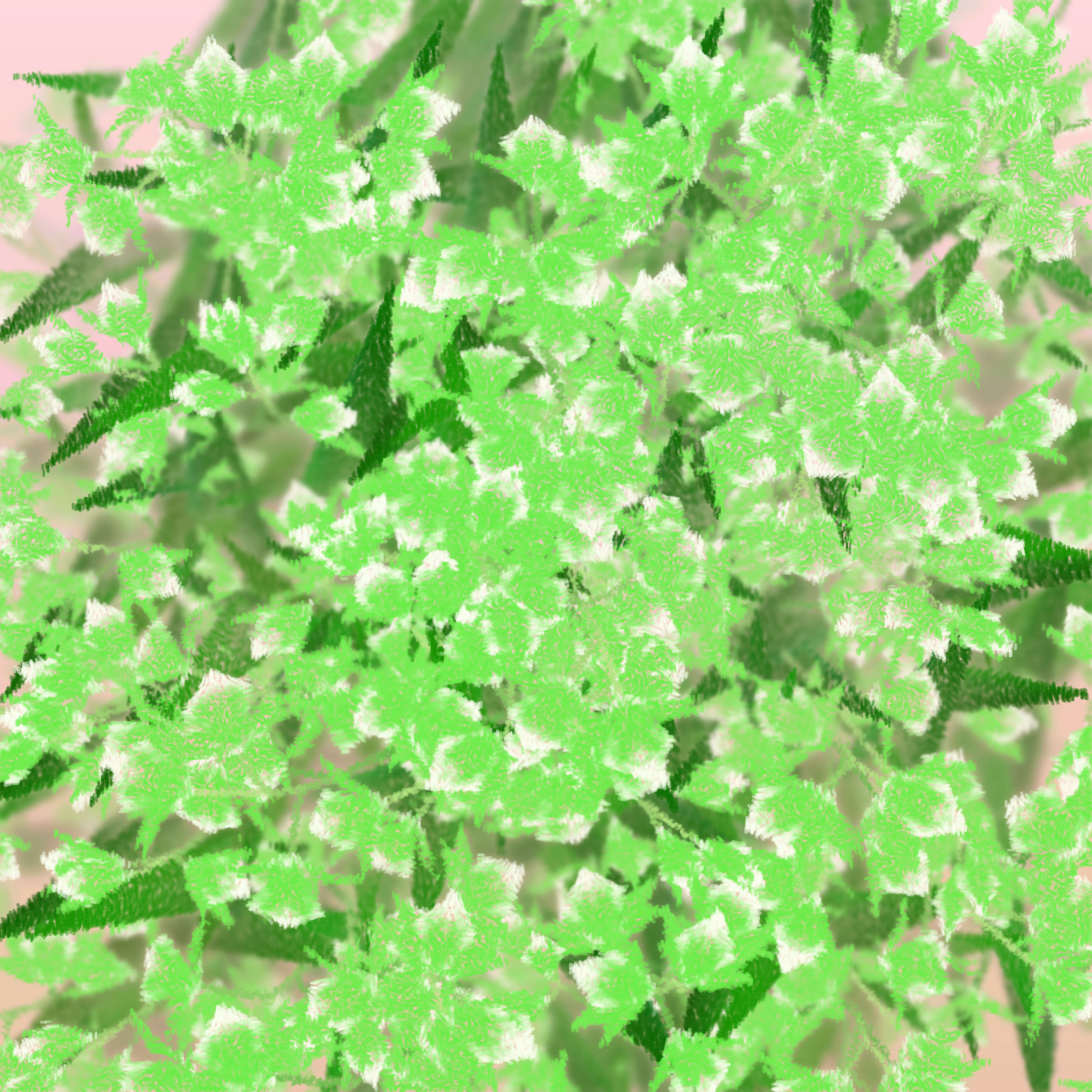 Cattleya preview 4