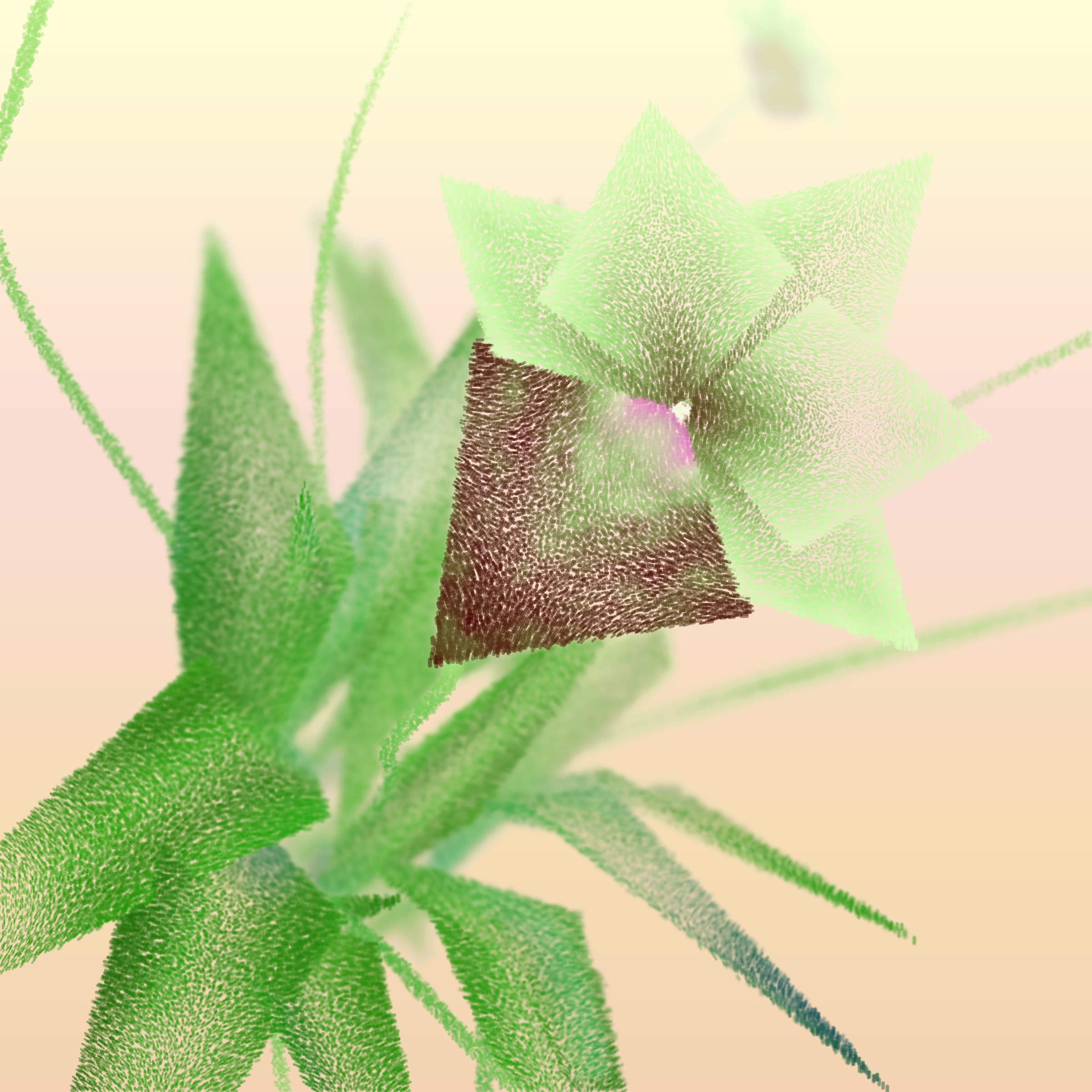 Cattleya
