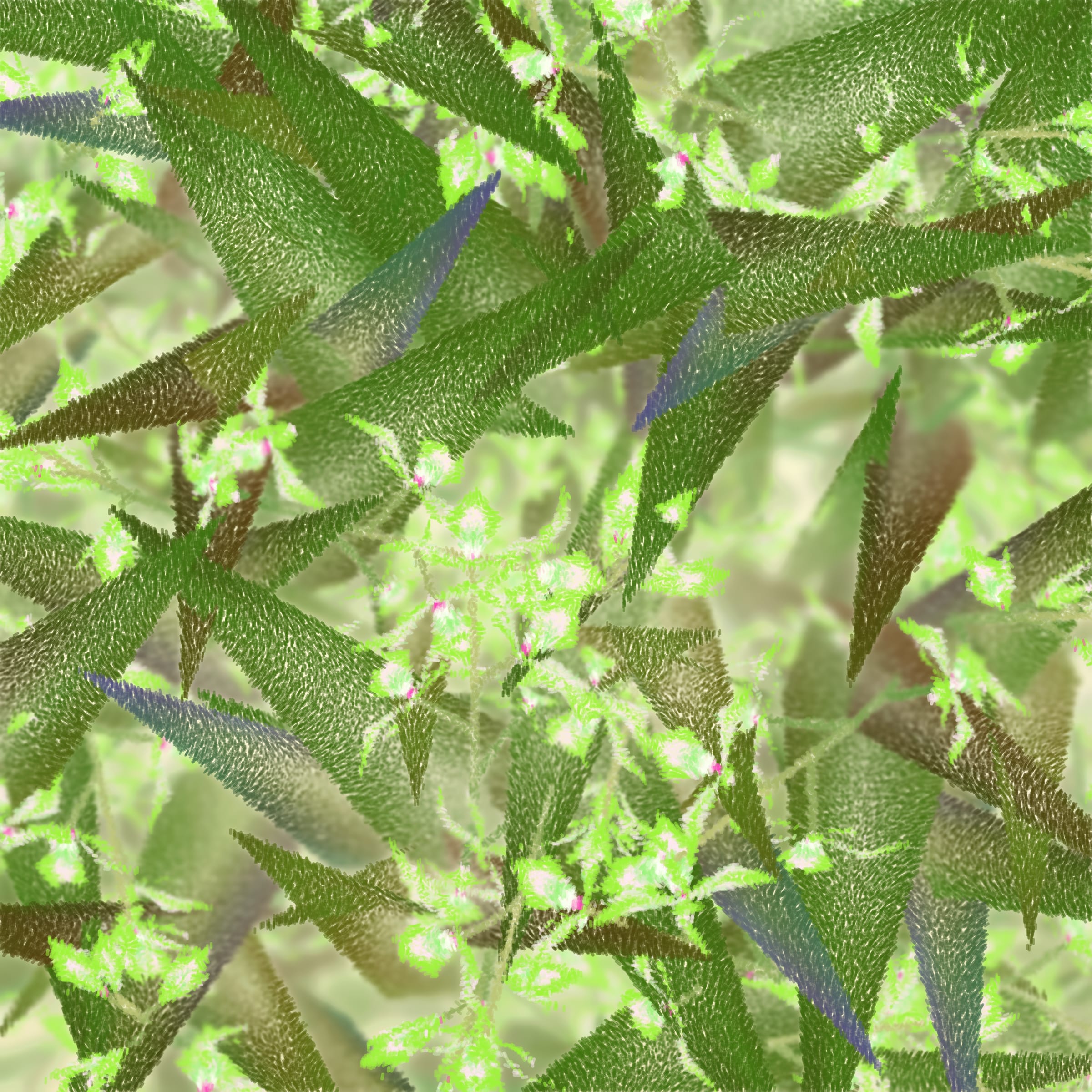 Featured token for: Cattleya