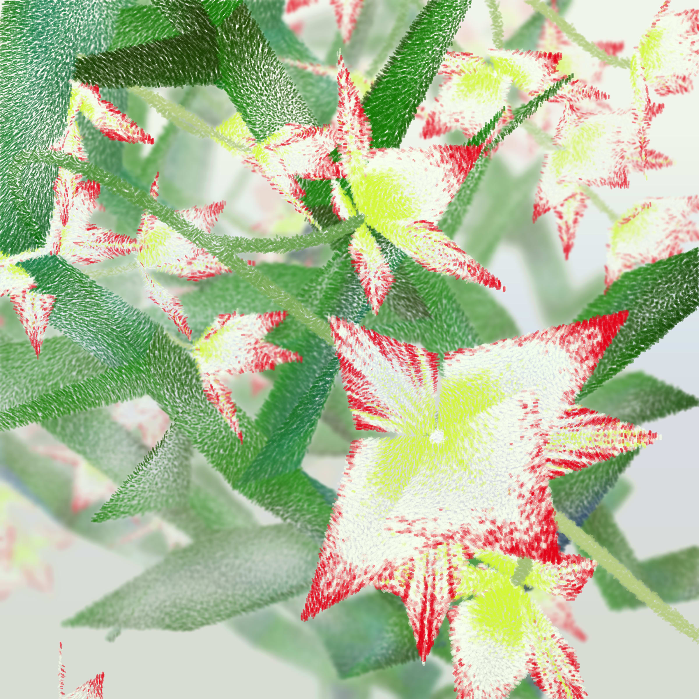 Cattleya