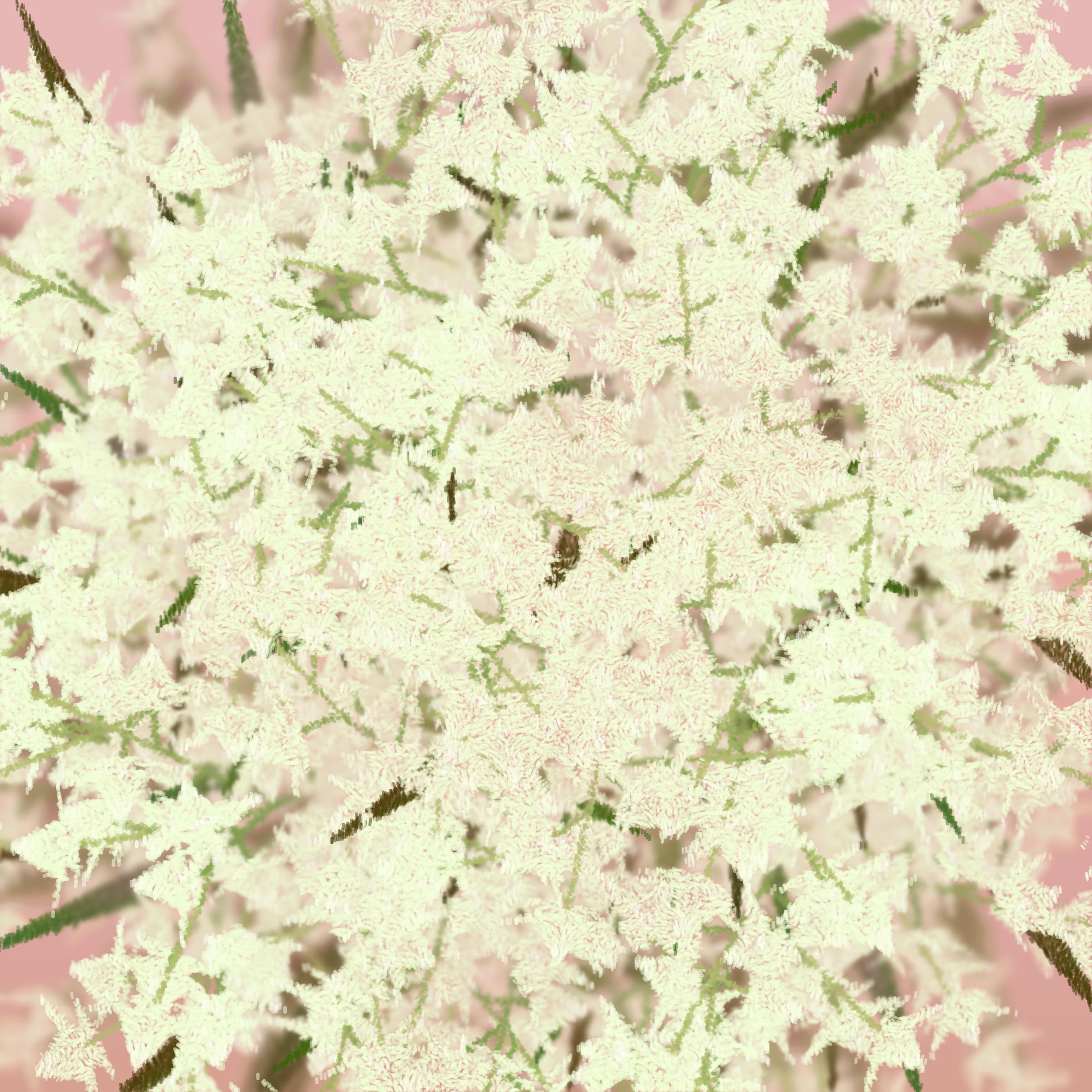 Featured token for: Cattleya