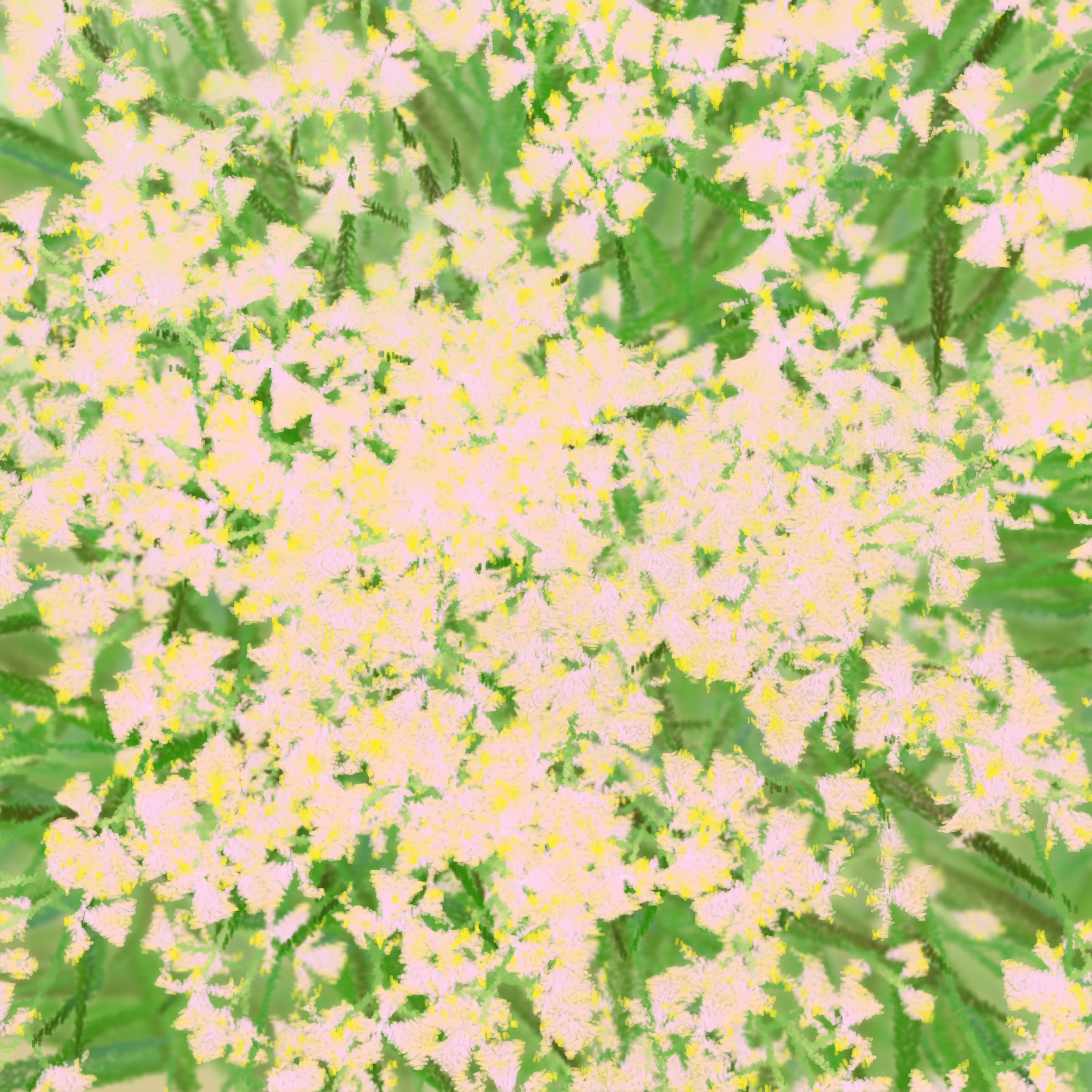 Cattleya