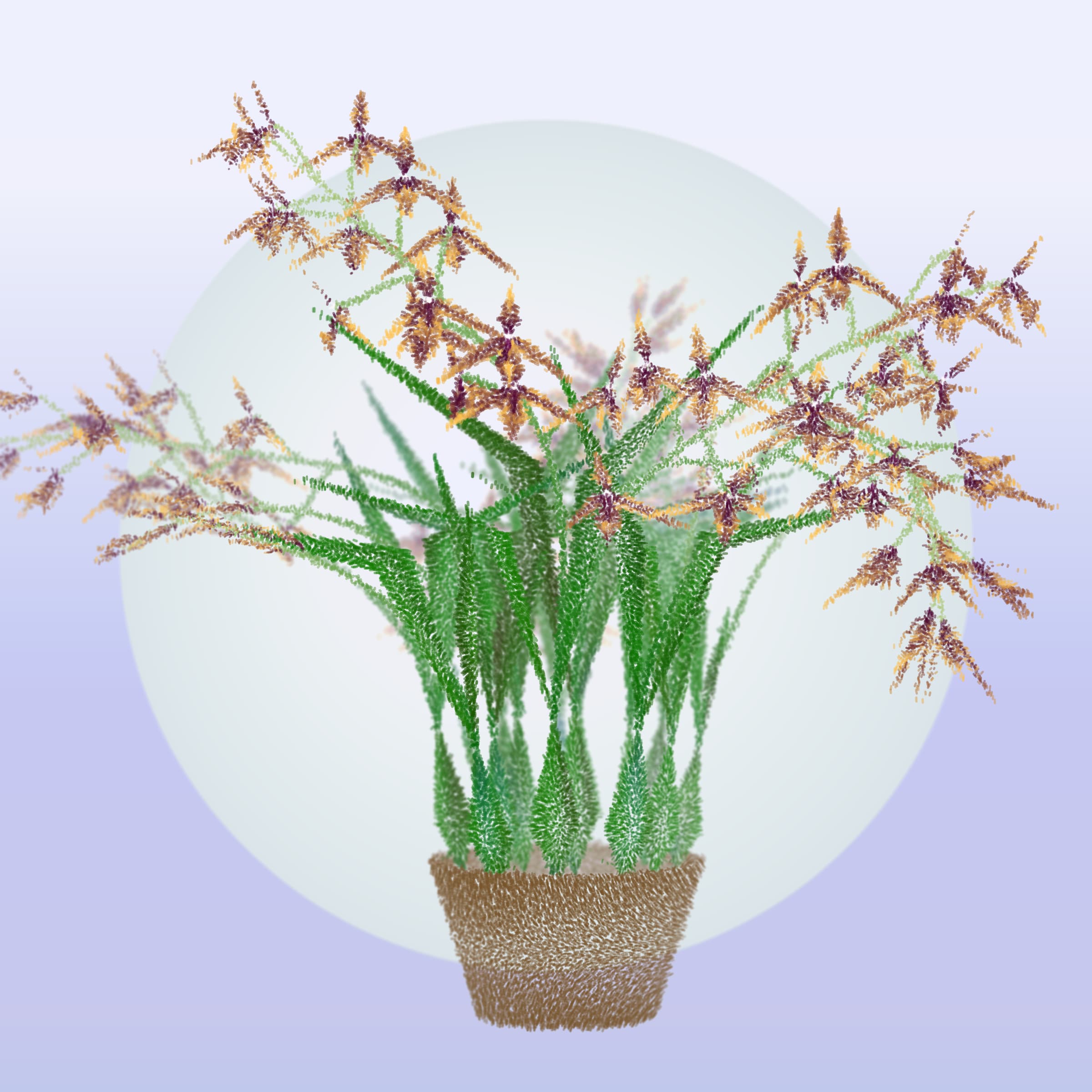 Cattleya