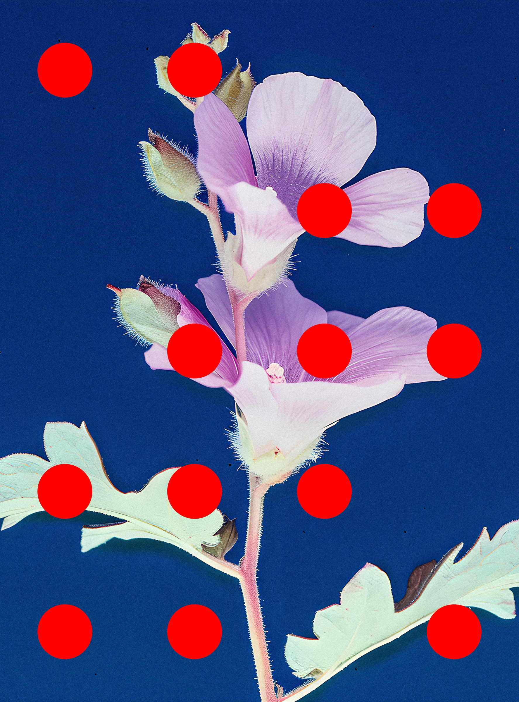 Flore Perdue #29000051