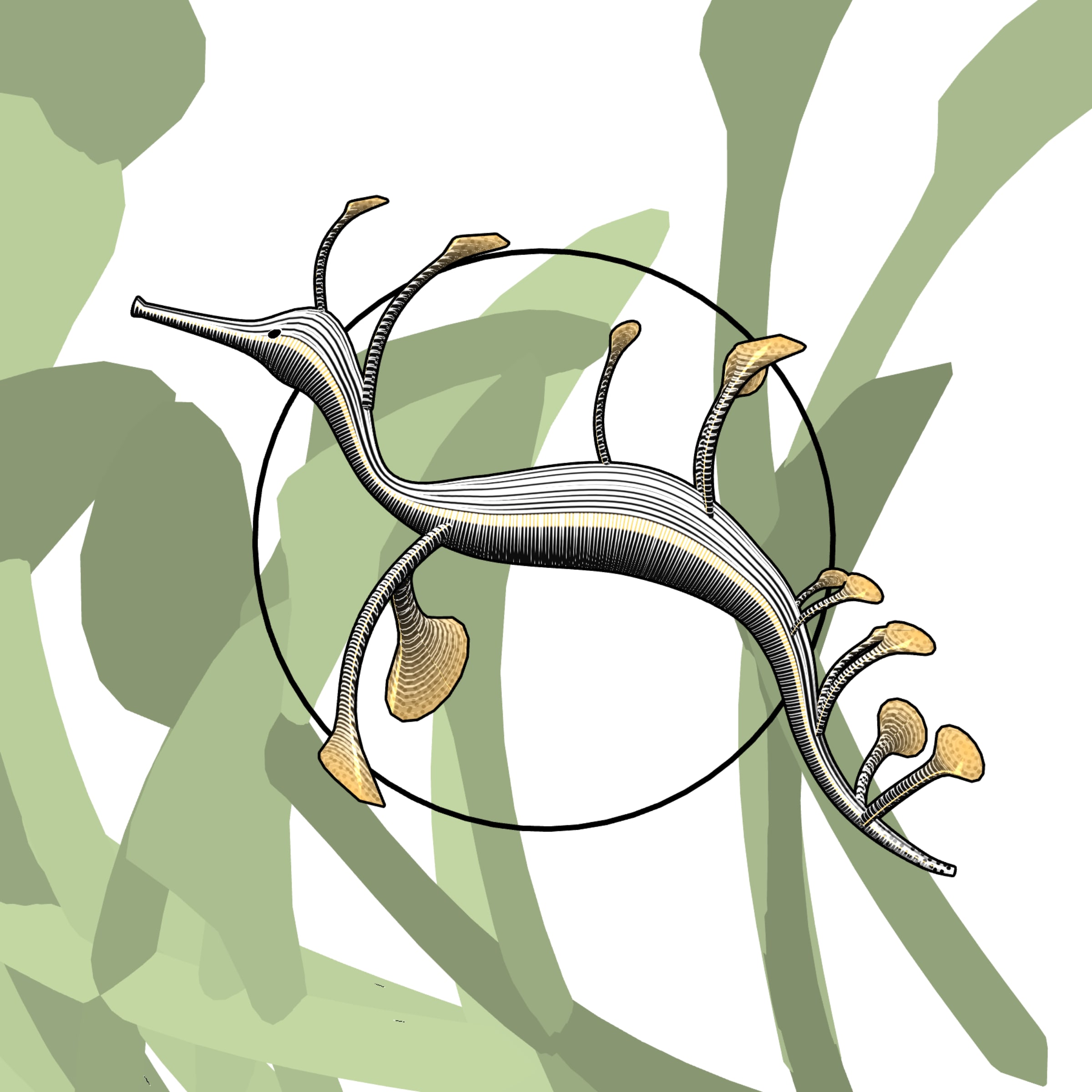 Featured token for: Seadragons