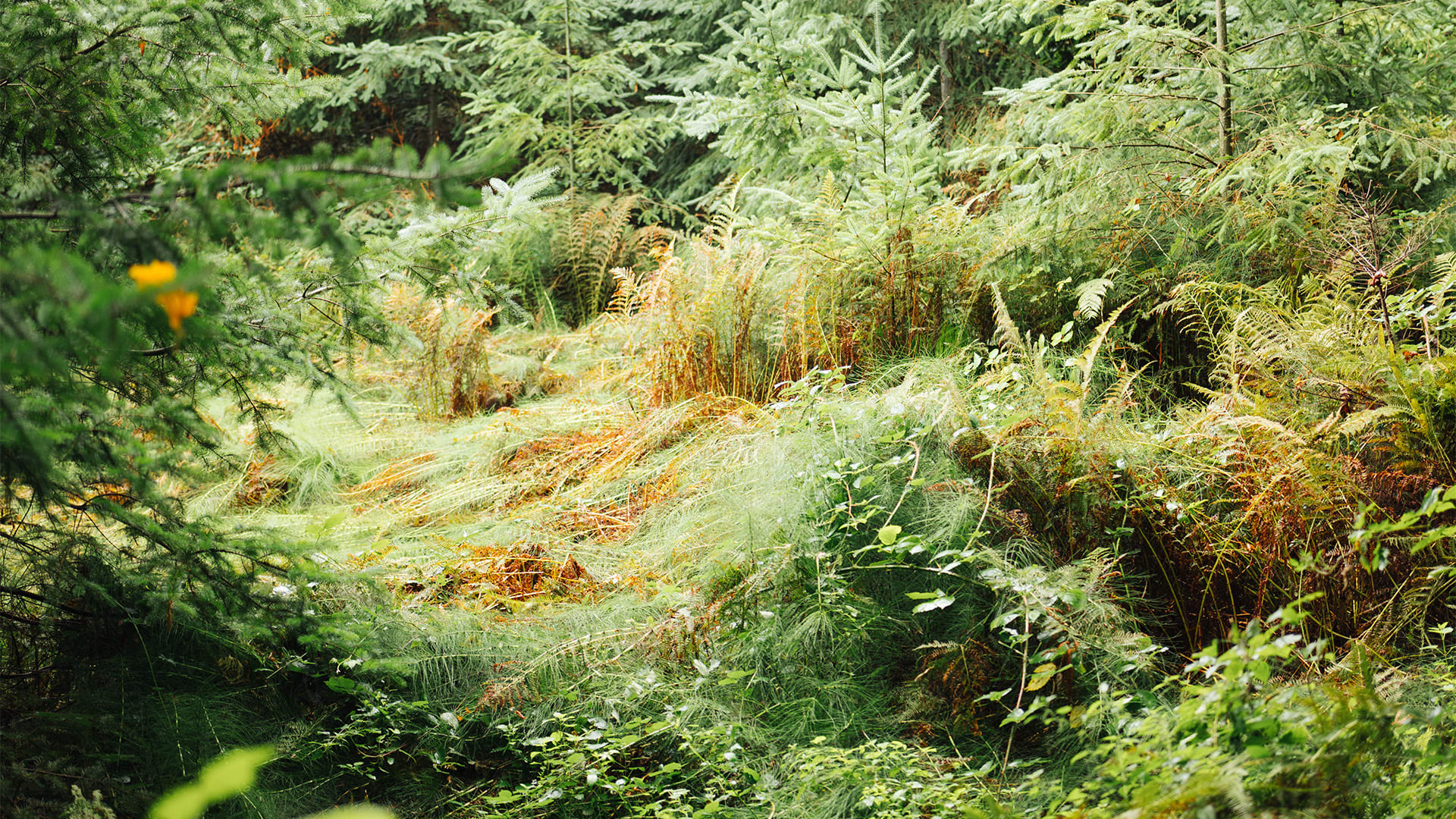 Article photo for: In the Forests of Yūgen: a Meditation on Michael Kozlowski’s Bokeh