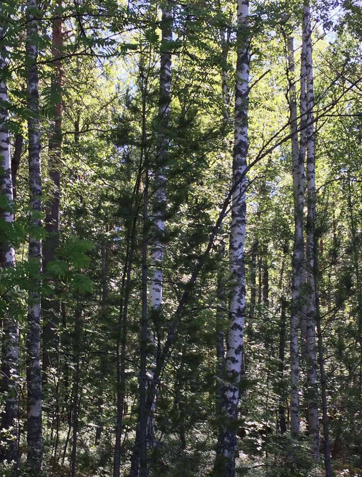 Young_Mixed_Forest