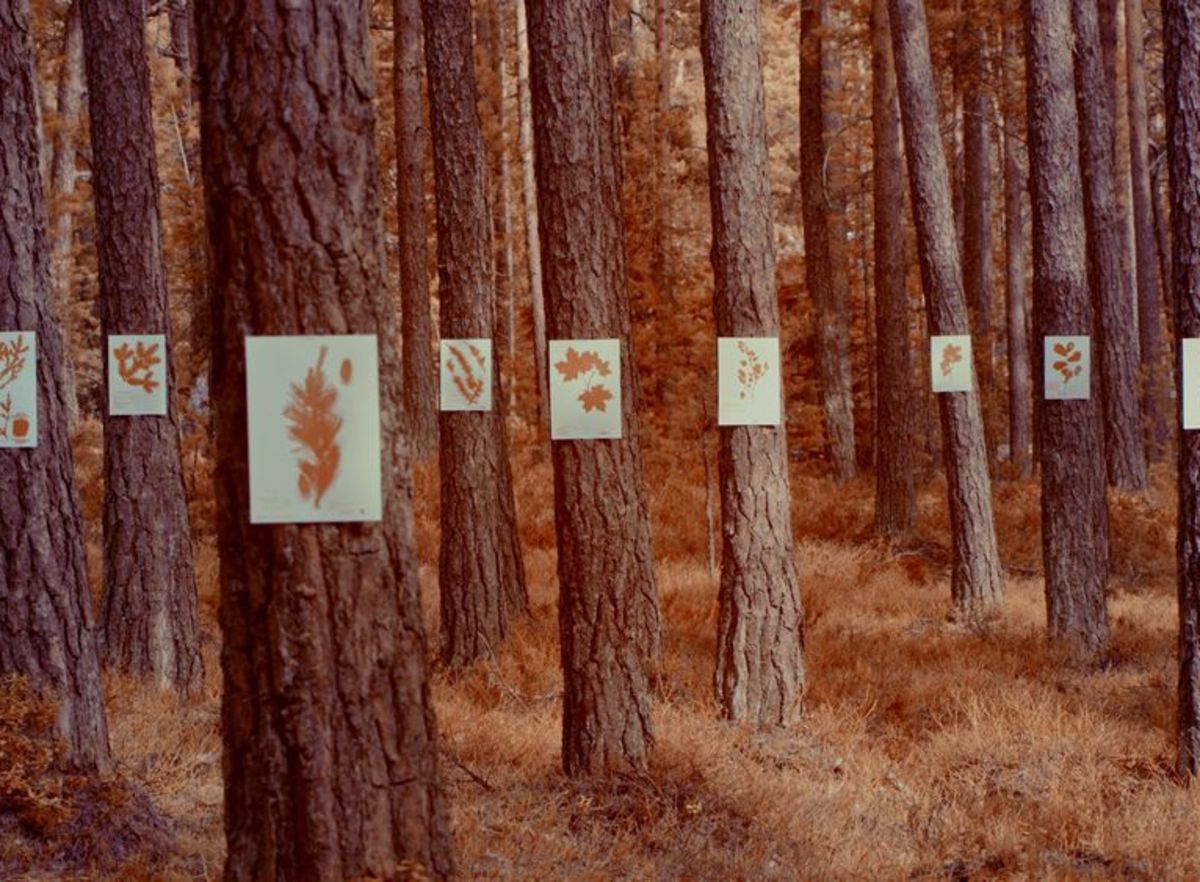 Credit Jussi Hellsten Formafantasma Cambio on Finnish forestry 1 preview