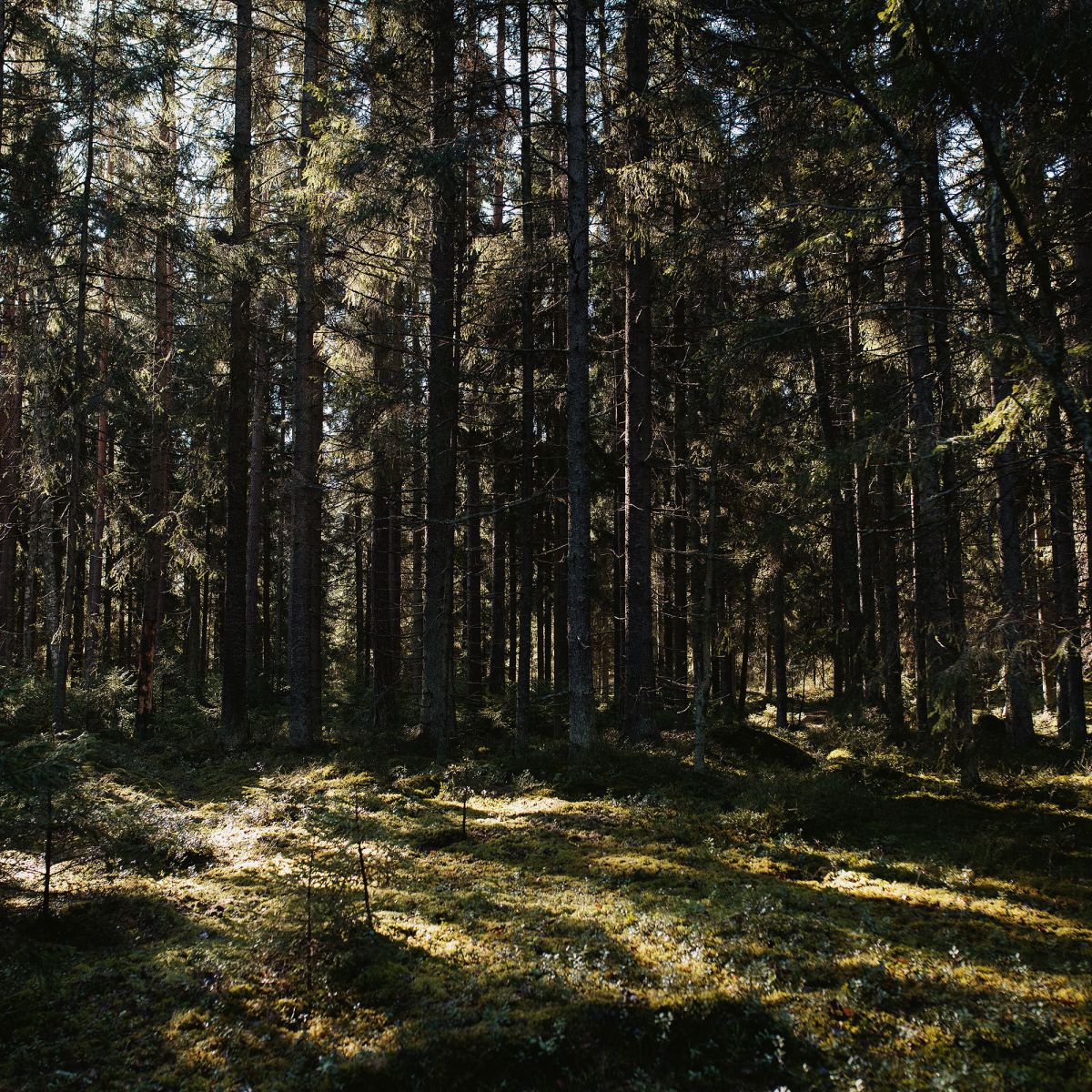 Winter2020_Sara_Karlsson_Artek-Forest-Linlo-Kirkkonummi_web
