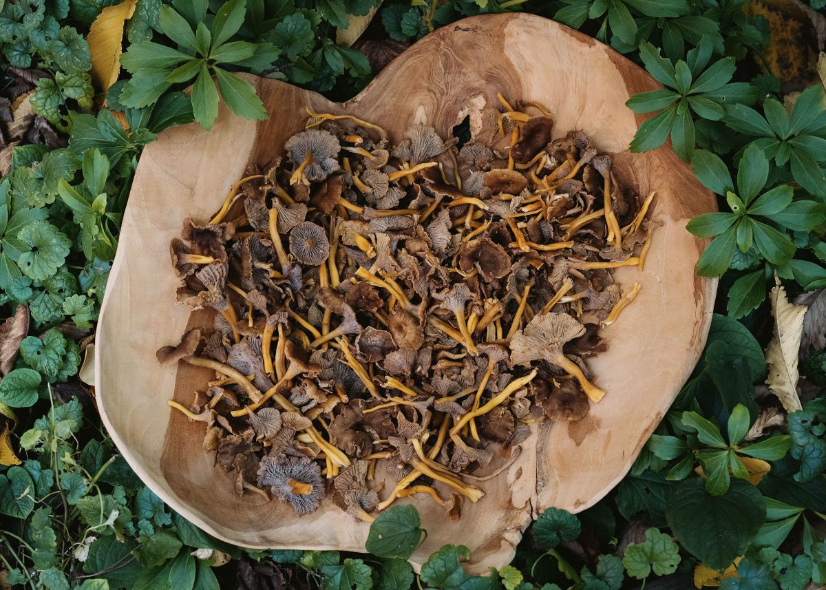 Winter2020_Sara_Karlsson_Artek-Funnel-Chanterelles_web