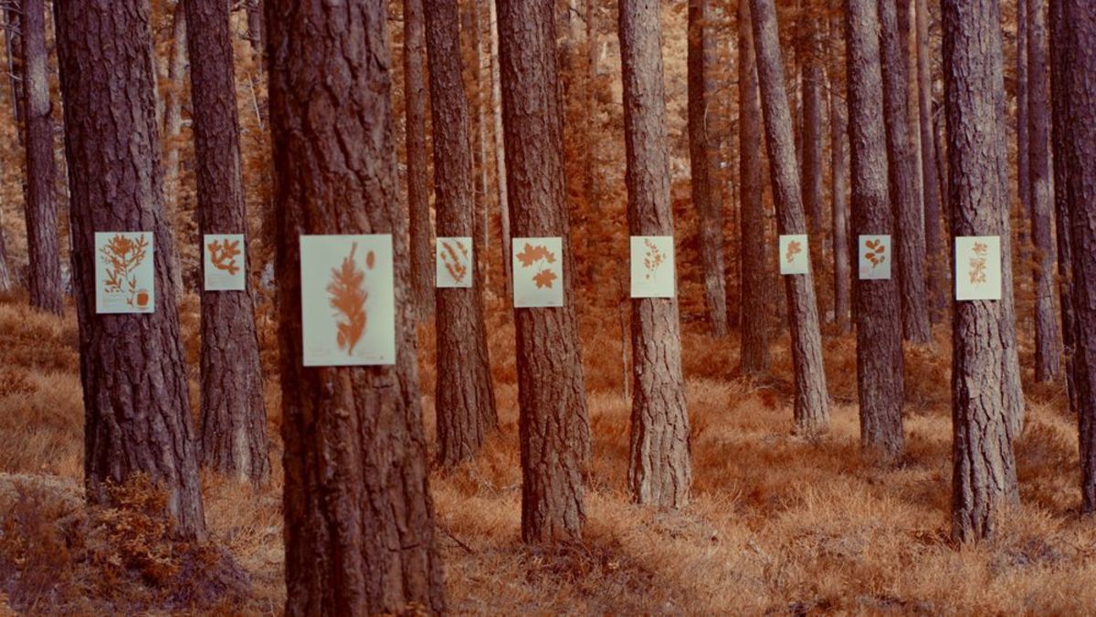 Credit Jussi Hellsten Formafantasma Cambio on Finnish forestry 1 preview