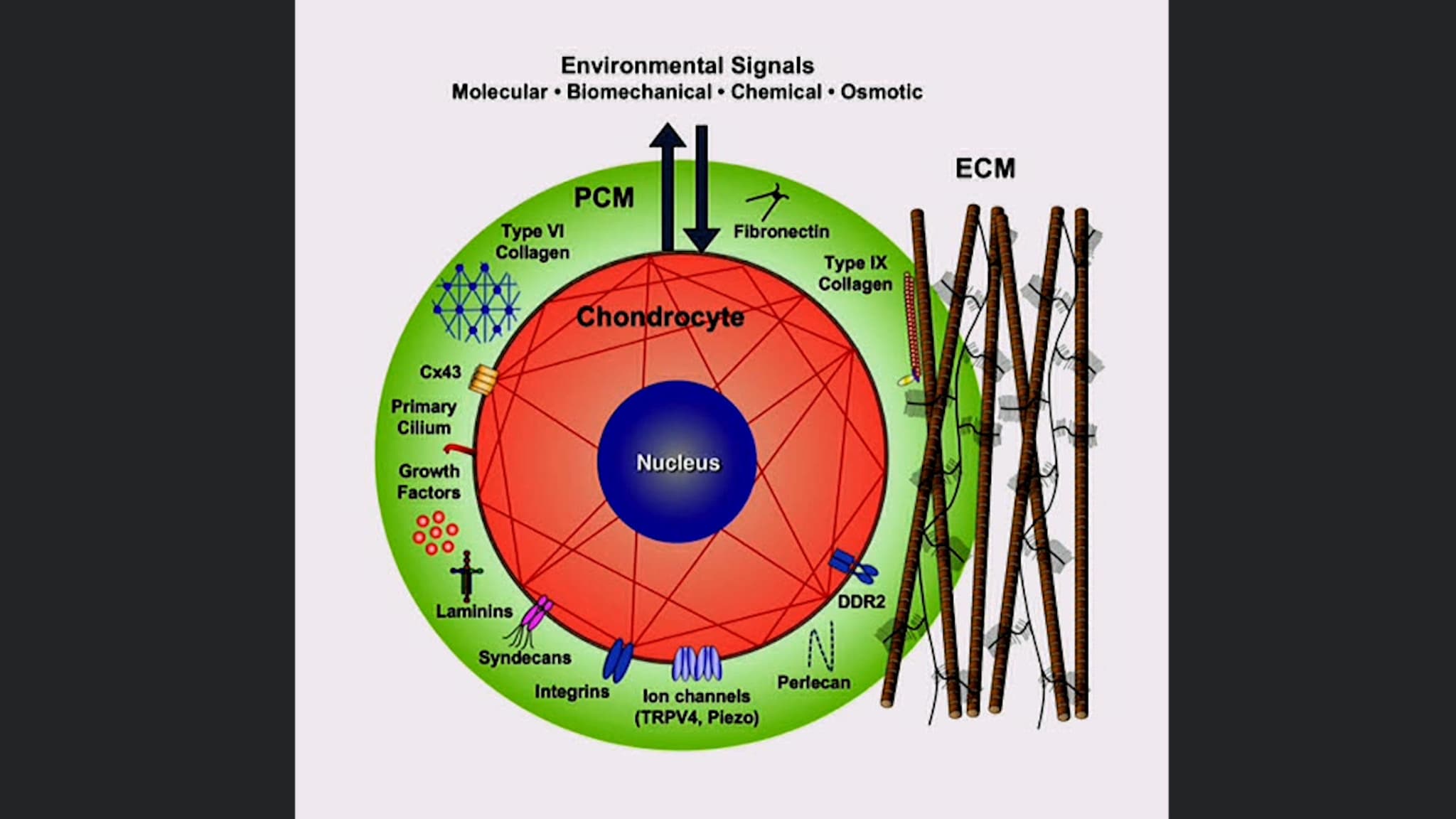 Cartilage Repair - Literature Review of Autologous Chondrocyte Implantation