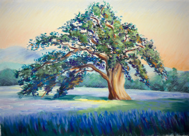 California Oak