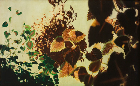 Coleus