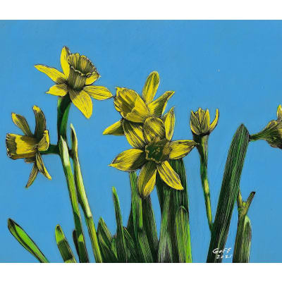 Frank Goff - Daffodils