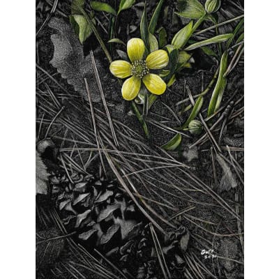 Frank Goff - Emerging Buttercup