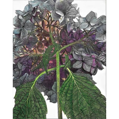 Frank Goff - Hydrangea