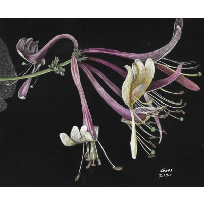 Frank Goff - Two Honeysuckle