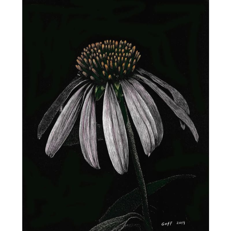 files/frank-goff-coneflower.jpg