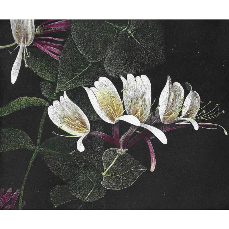 files/frank-goff-honeysuckle-blossoms.jpg