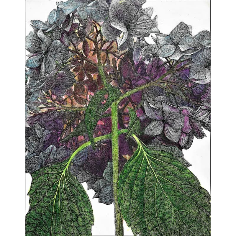 files/frank-goff-hydrangea.jpg