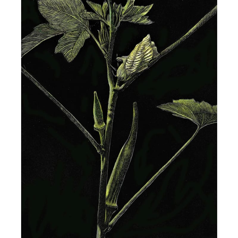 files/frank-goff-okra-blossoms-and-pods.jpg
